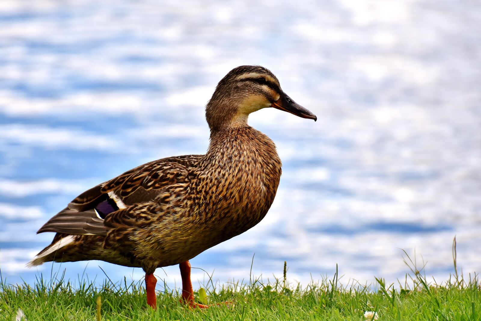 Nikon D7200 sample photo. Mallard, bank, pond photography