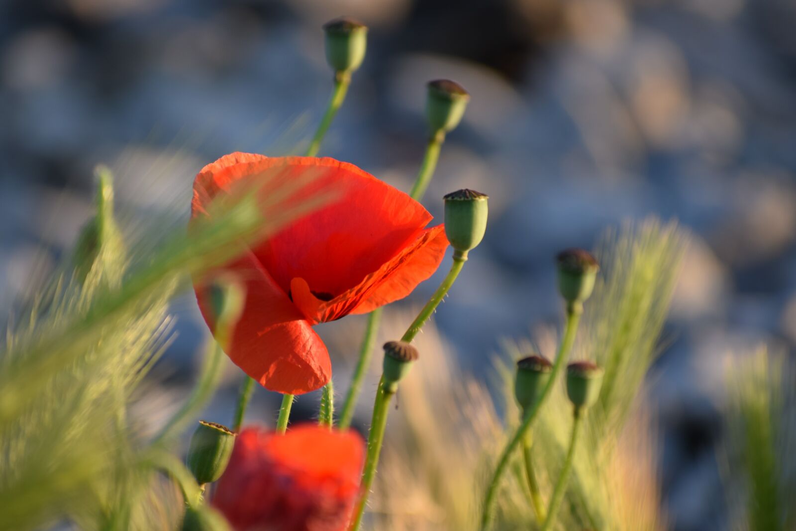 Nikon D3300 sample photo. Red poppys, blooming, near photography