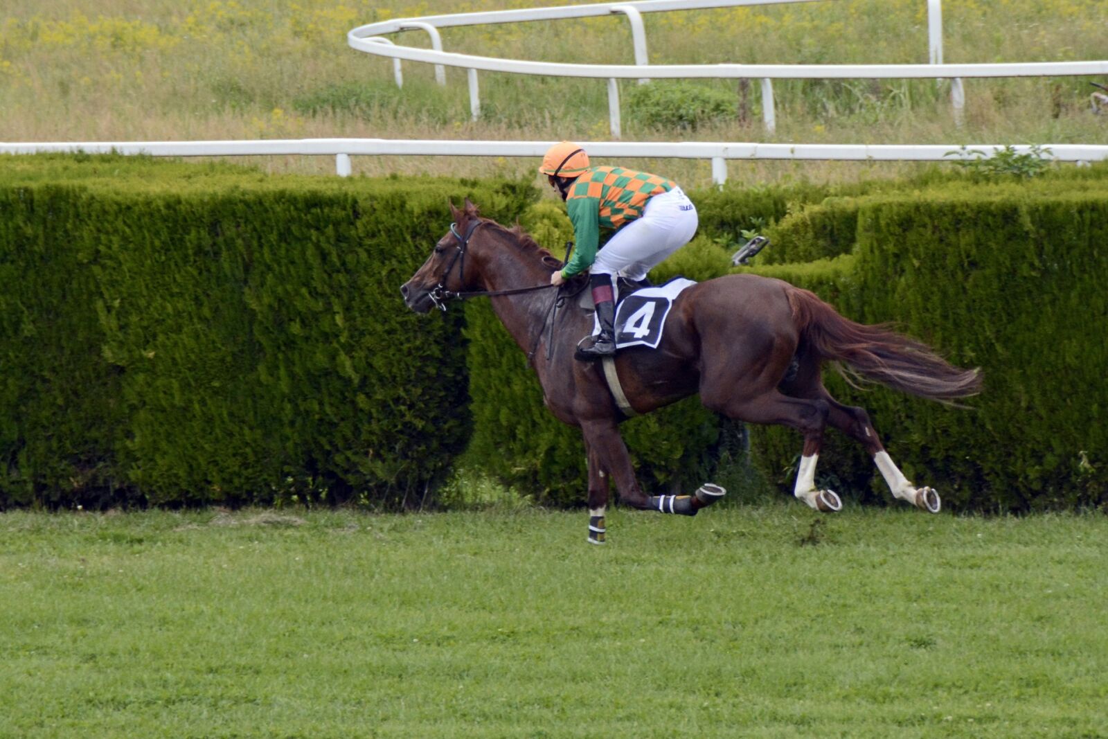 Nikon D7100 sample photo. Horse racing, racecourse, competition photography