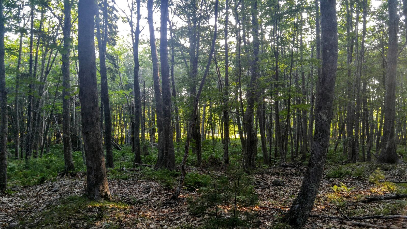 LG V10 sample photo. Nature, maine forest, forest photography