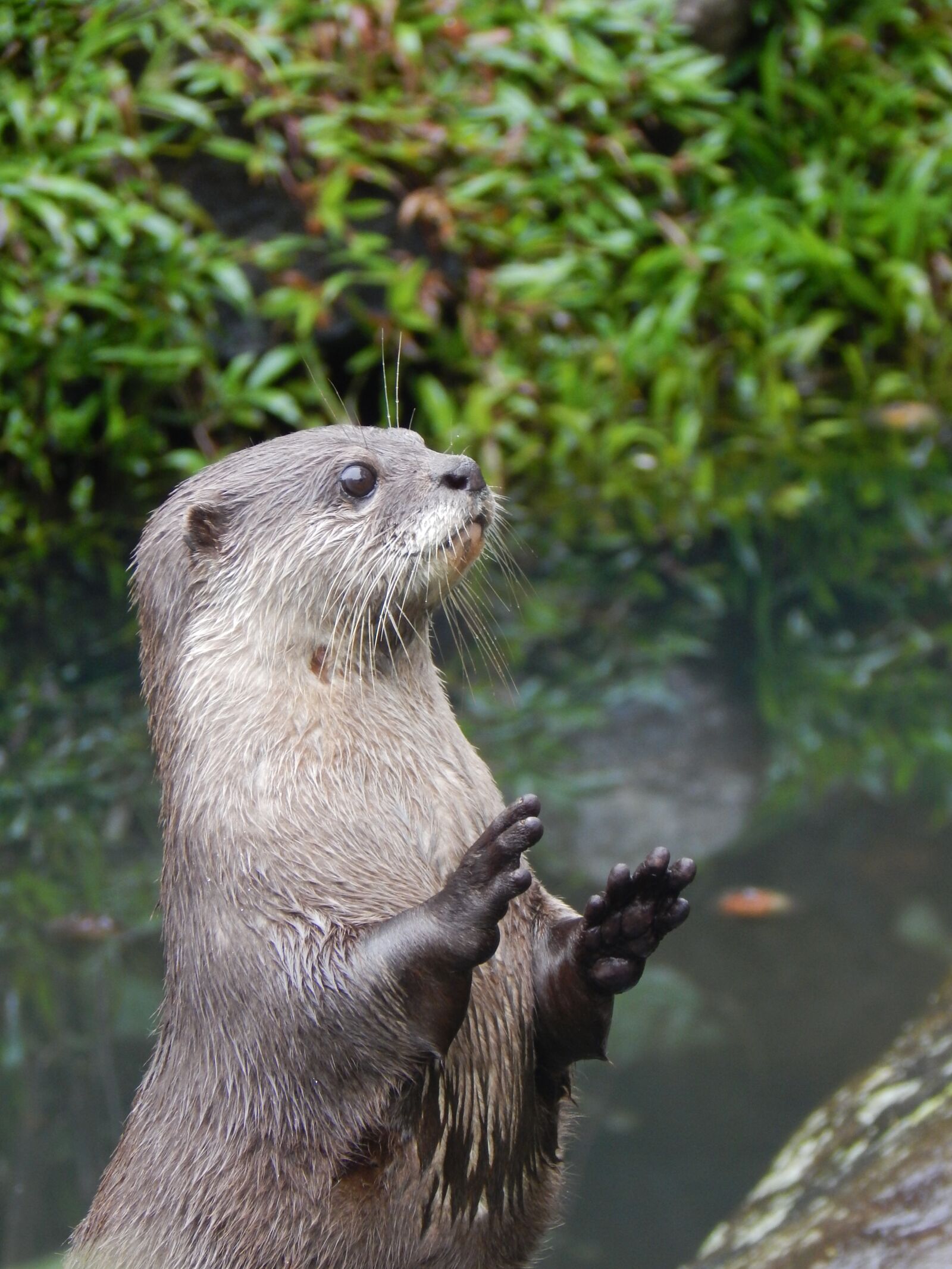 Nikon Coolpix L830 sample photo. Otter, animal, cute photography