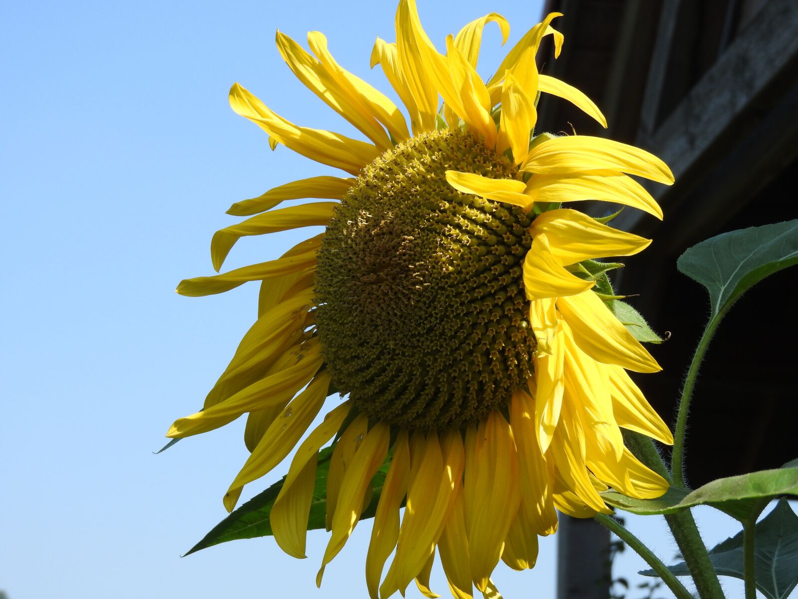 Nikon Coolpix P610 sample photo. Sunflower, summer, blossom photography