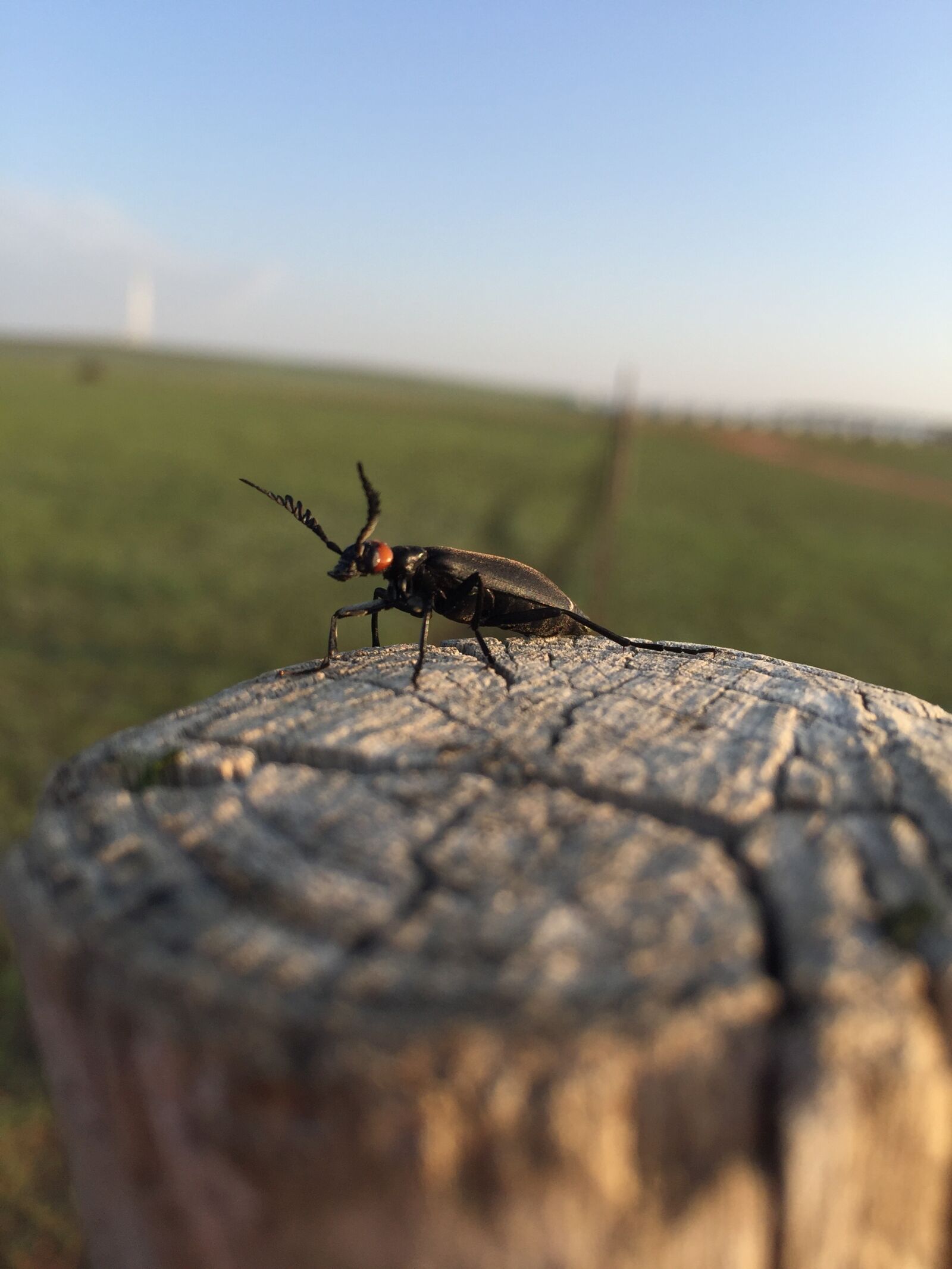 Apple iPhone 6 sample photo. Insect, prairie, wood photography