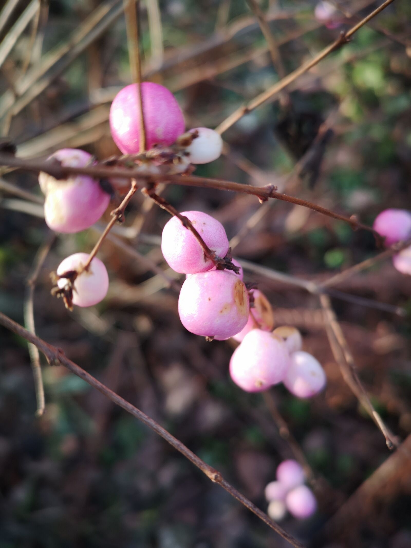 HUAWEI CLT-L29 sample photo. Berry, autumn, branch photography