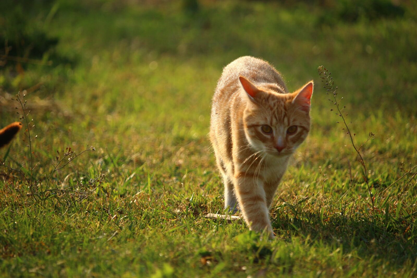 Canon EOS 100D (EOS Rebel SL1 / EOS Kiss X7) sample photo. Cat, kitten, mieze photography