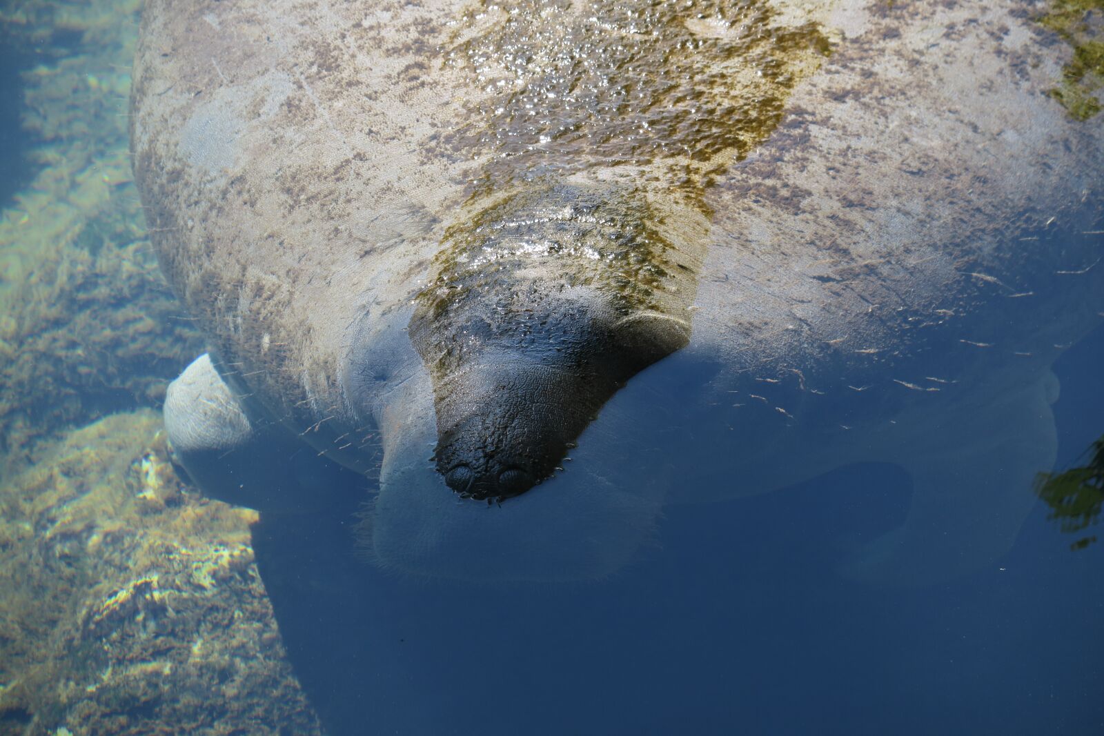 Canon PowerShot G3 X sample photo. Around tail manatee, manati photography