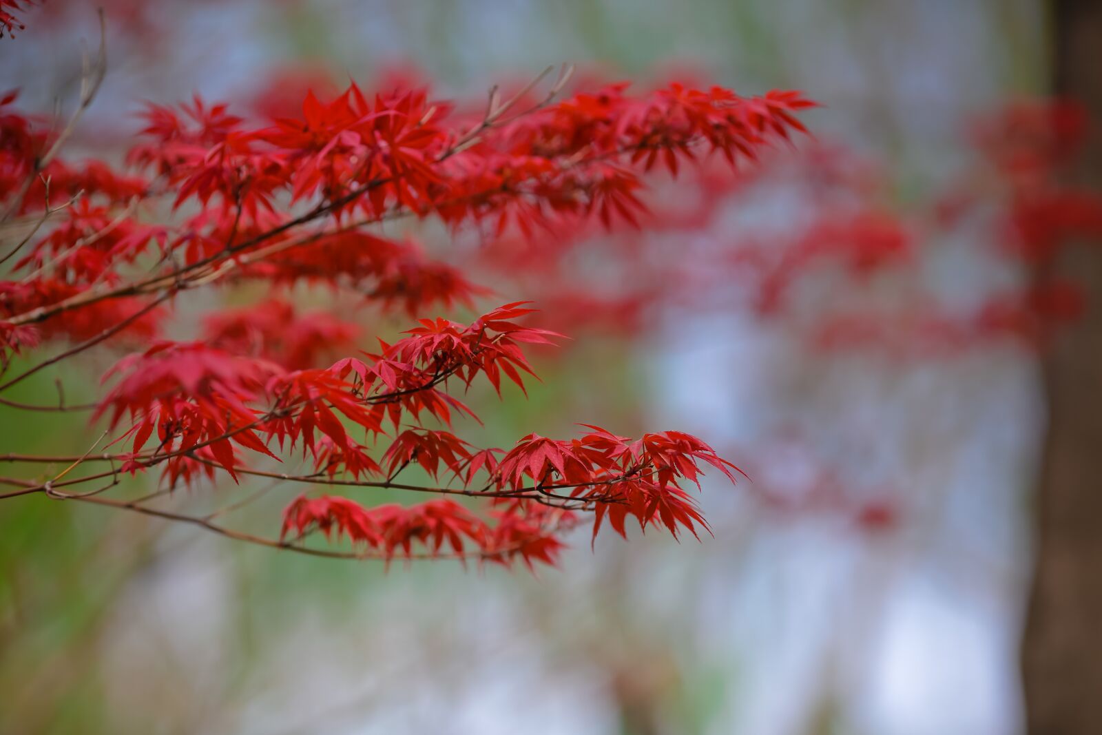 Canon EOS 6D + Canon EF 135mm F2L USM sample photo. Maple, autumn, red photography