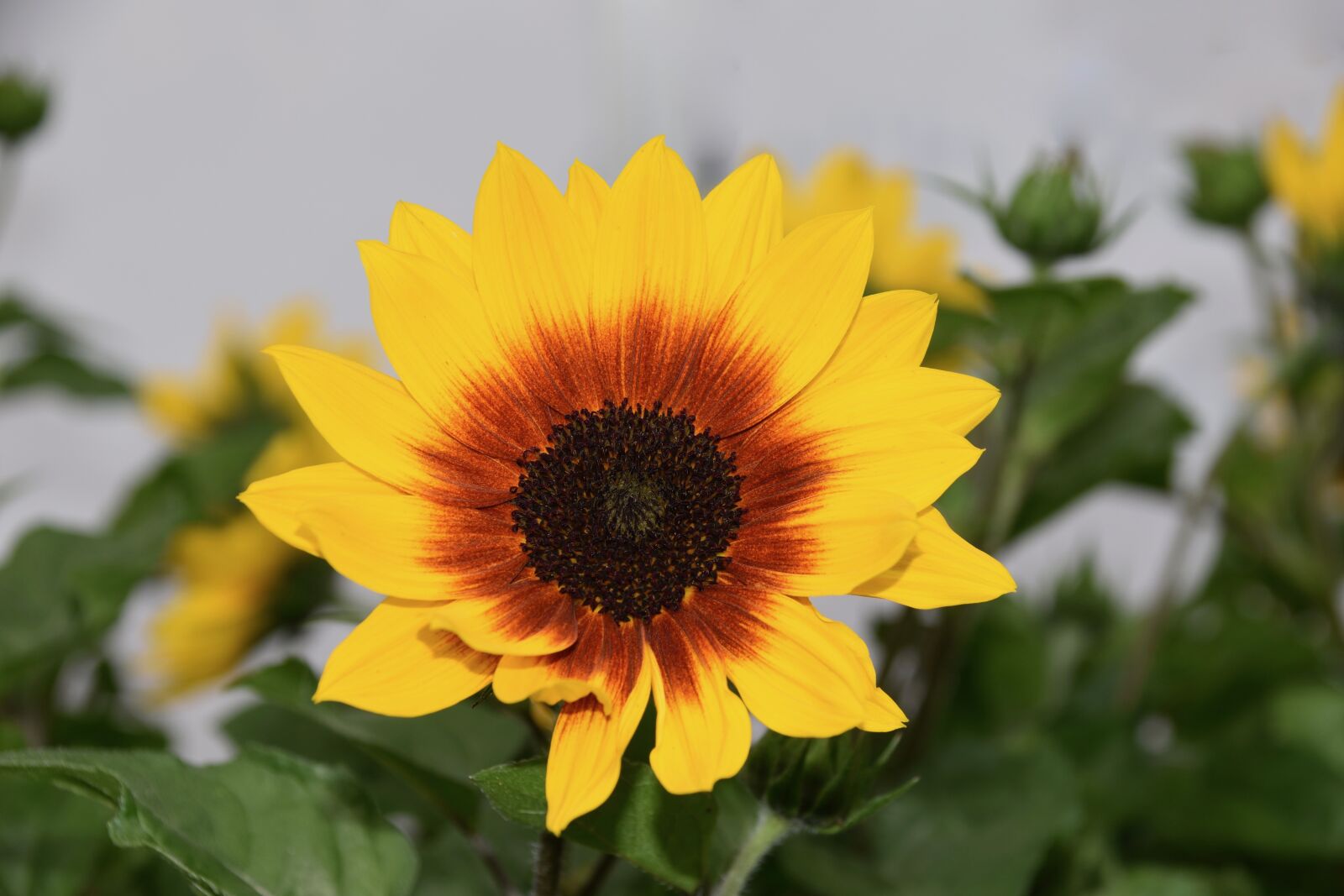 Nikon D5600 sample photo. Flower, helianthus sunbelievable, big photography