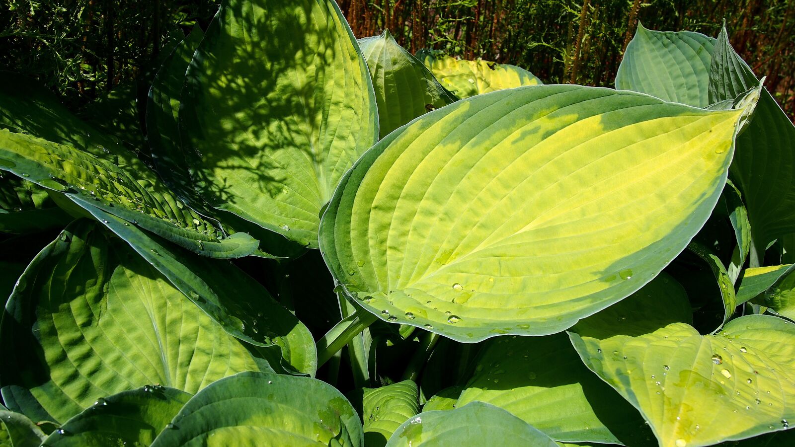 Olympus PEN E-PL6 sample photo. Foliage, host, nature photography