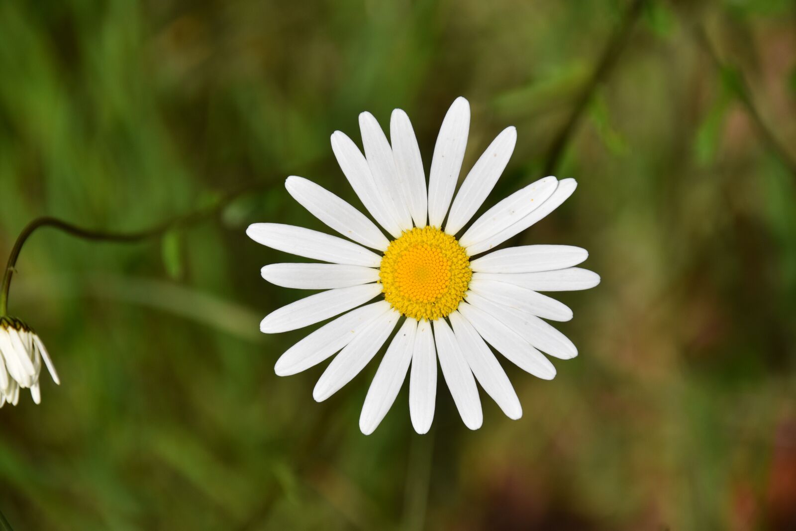 Nikon D5600 sample photo. Flower, daisies, white petals photography