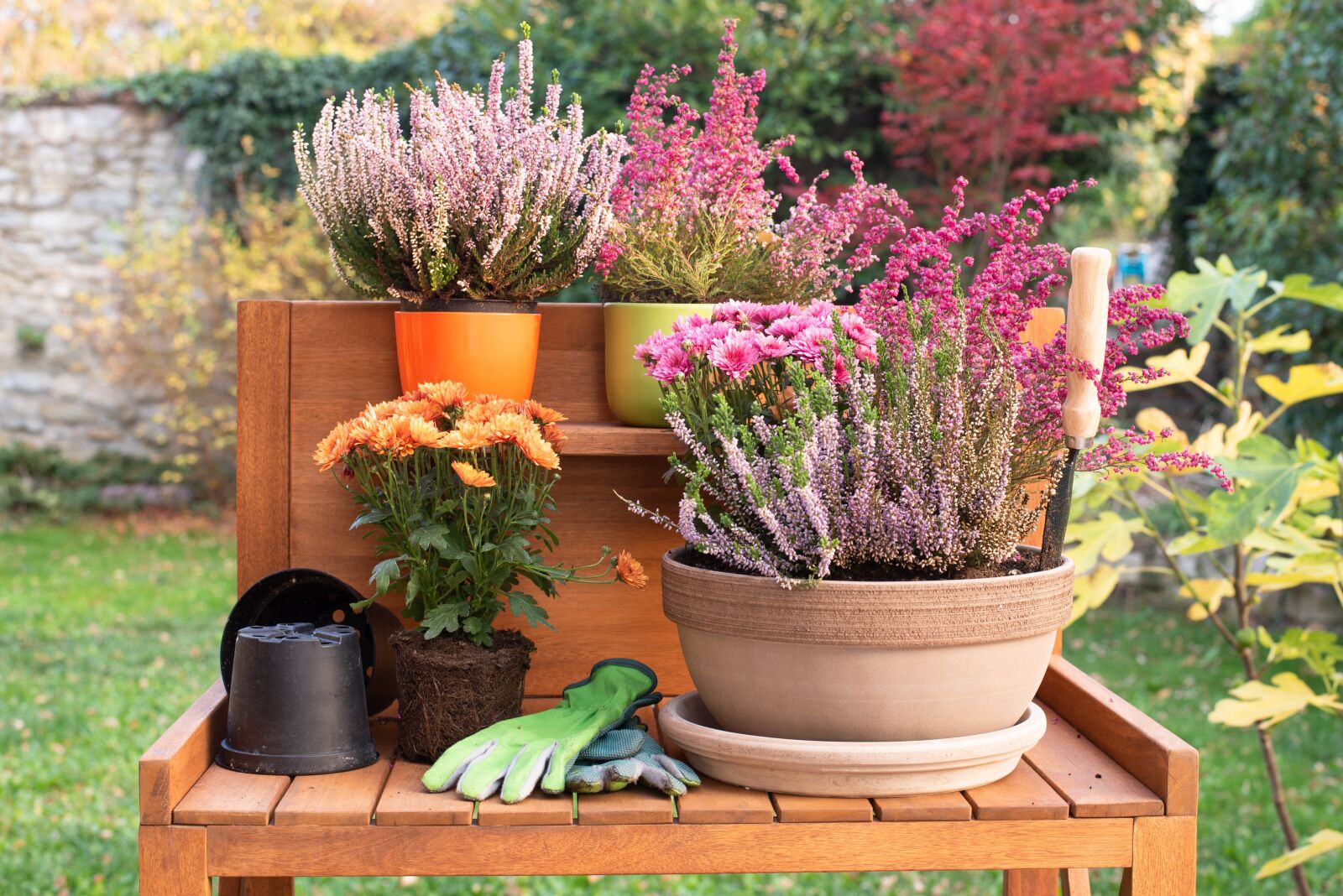 Nikon D750 sample photo. Autumn, garden, flowers photography