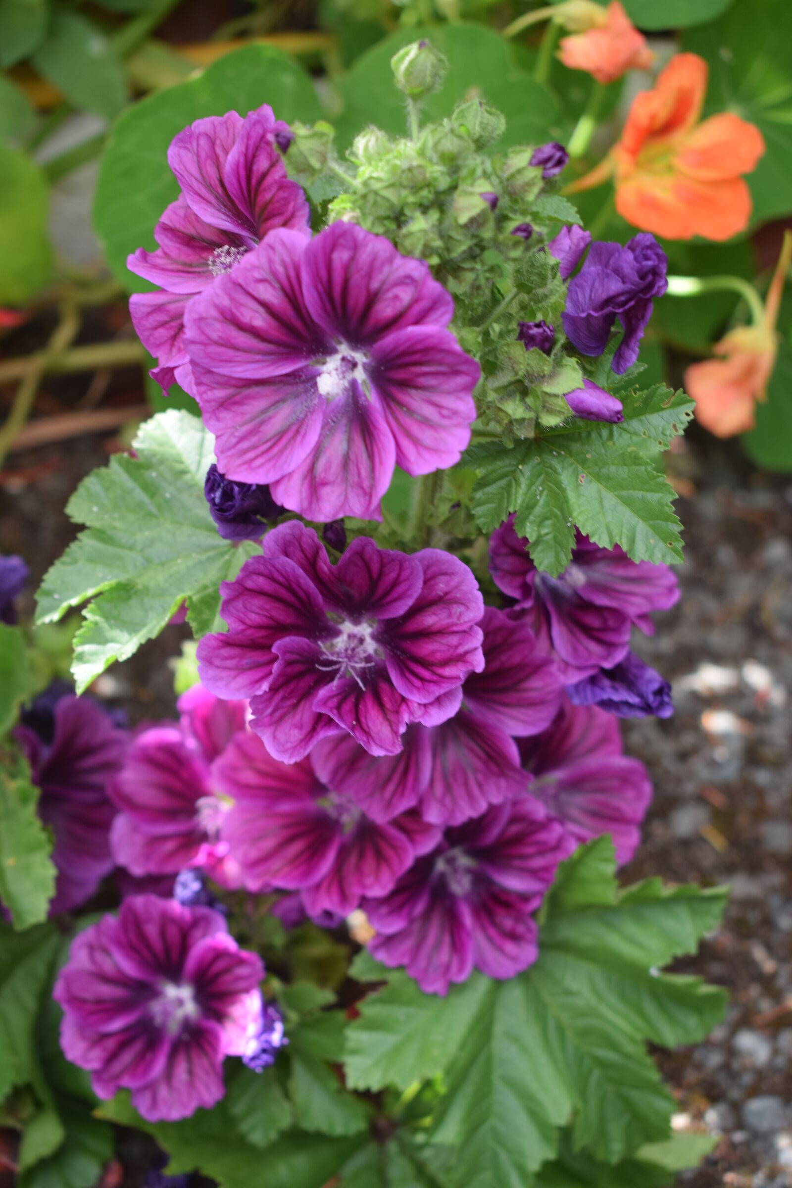Nikon D3300 sample photo. Purple flowers, orange, purple photography