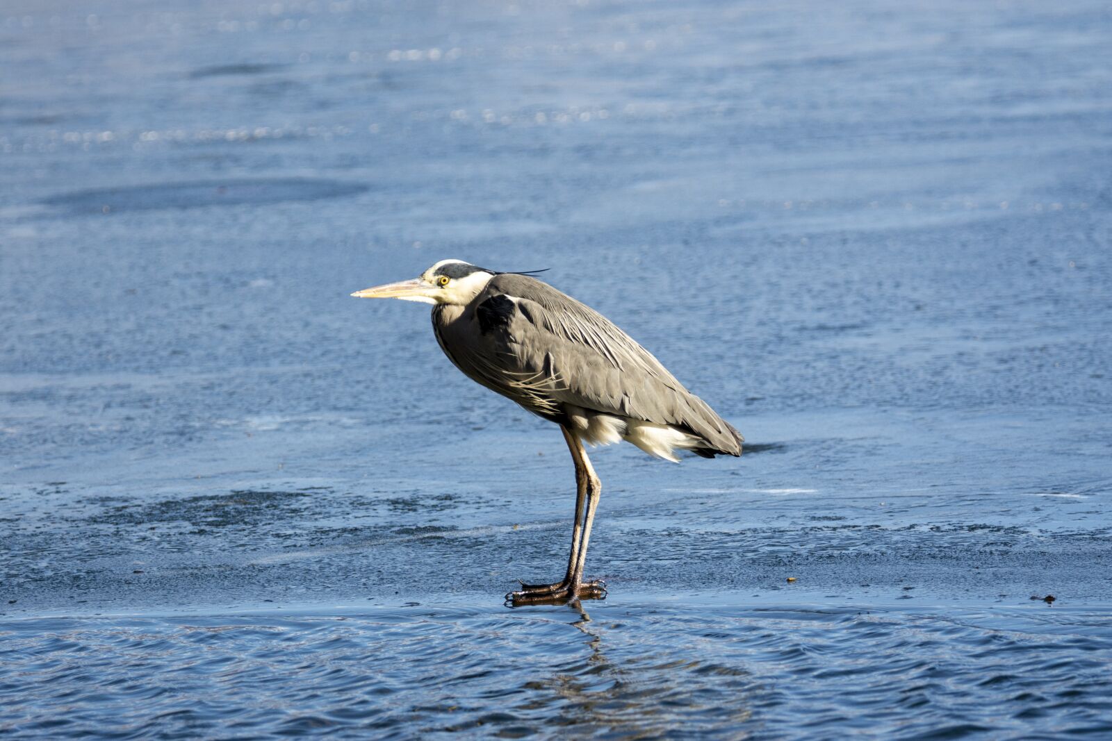 Nikon D7200 sample photo. Snow, winter, lake photography