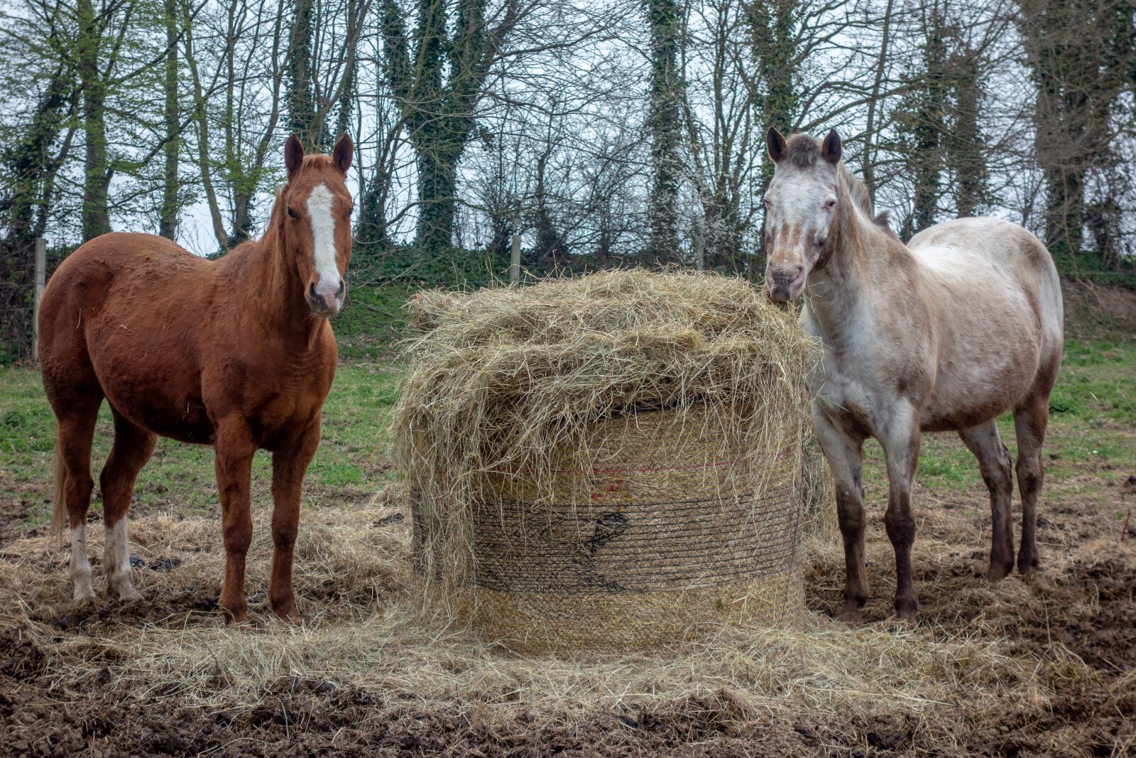Sony Cyber-shot DSC-RX100 sample photo. Horse, hay, farm photography