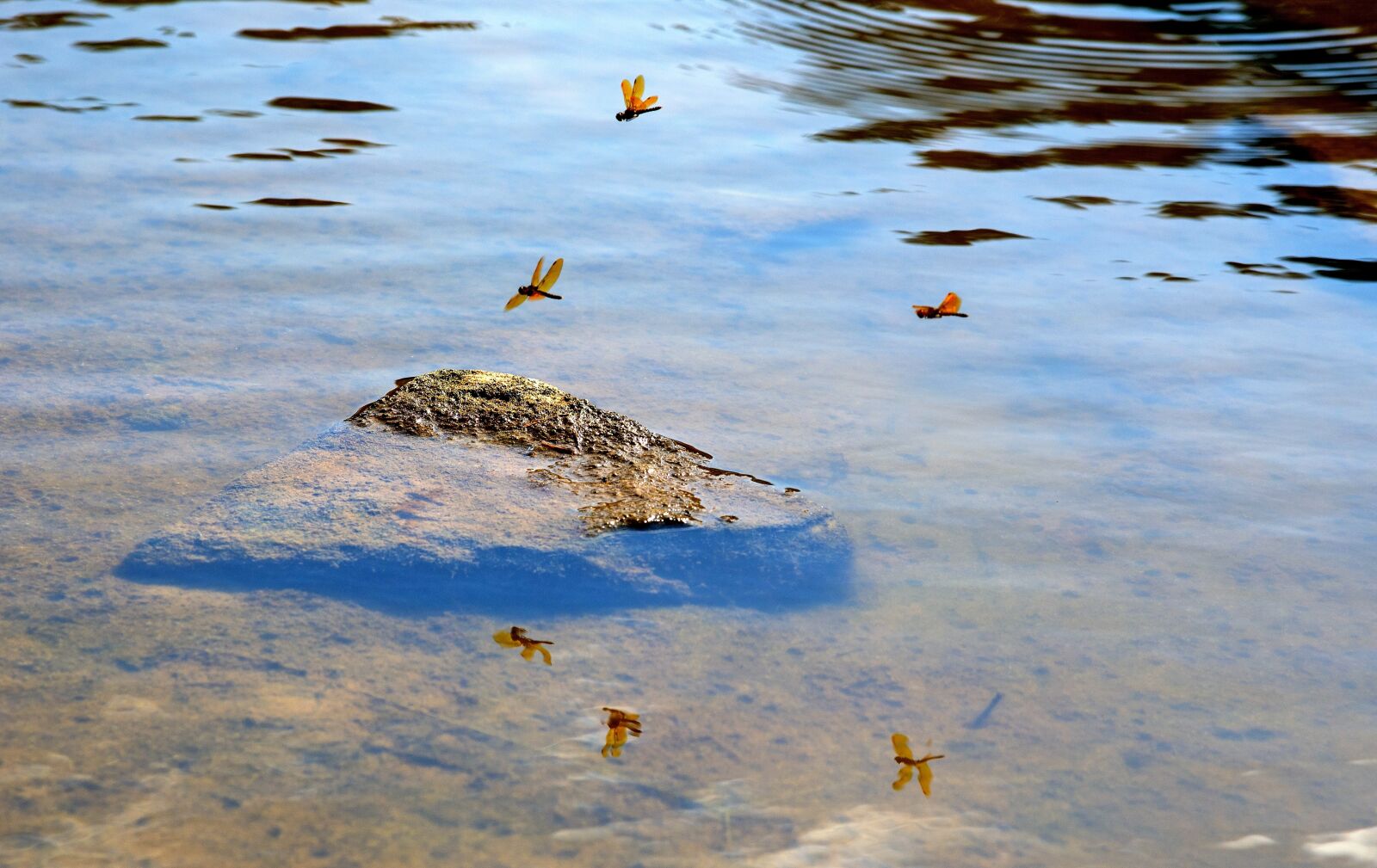 Nikon D610 sample photo. Dragonfly, water, stone photography