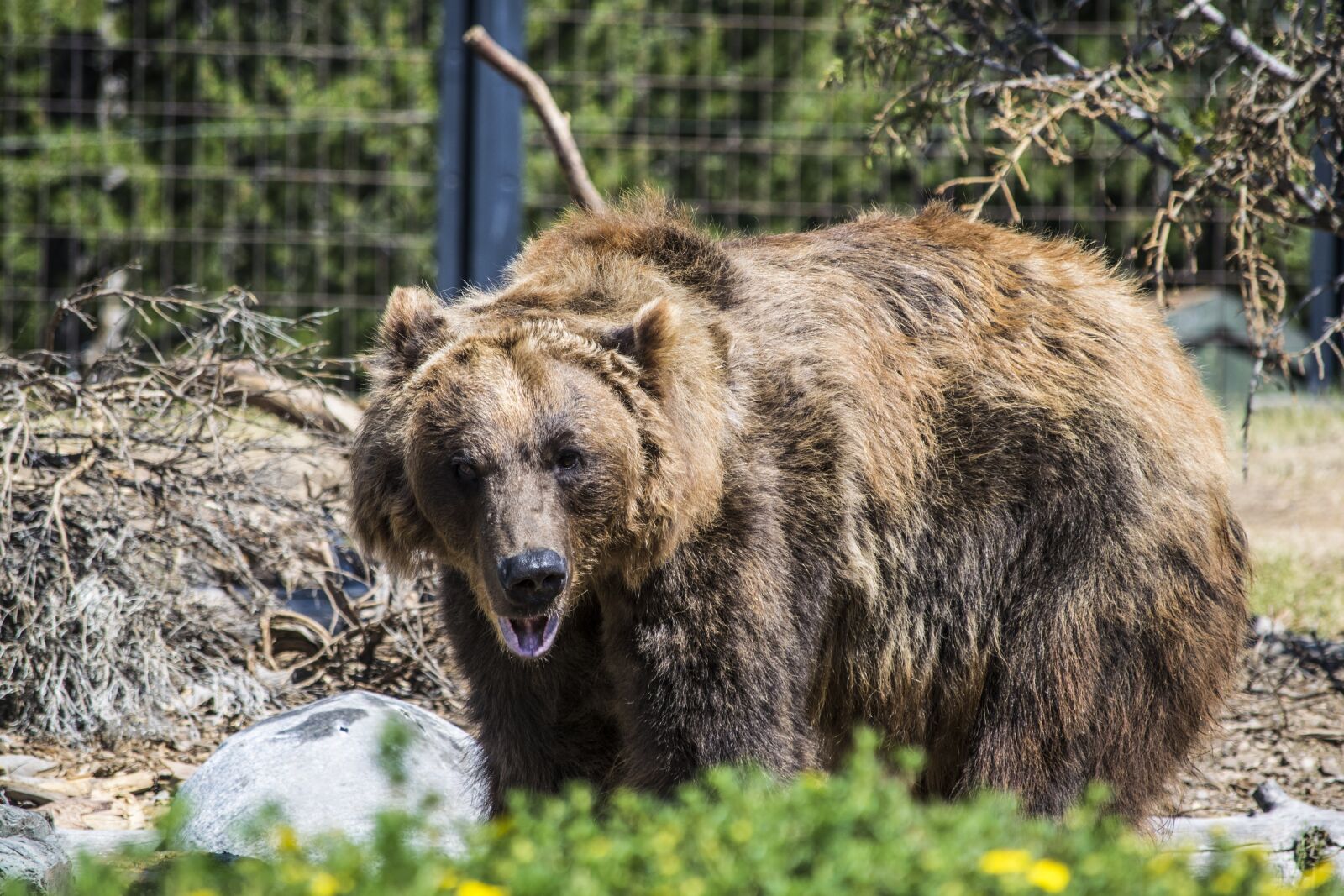 Nikon D3300 sample photo. Bear, nature, koala photography