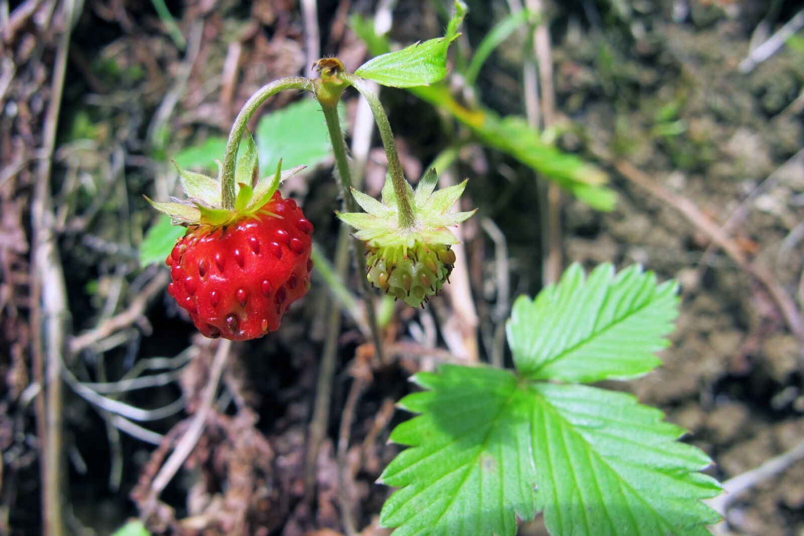 Canon PowerShot G12 sample photo. Wild strawberries, strawberries, mountains photography