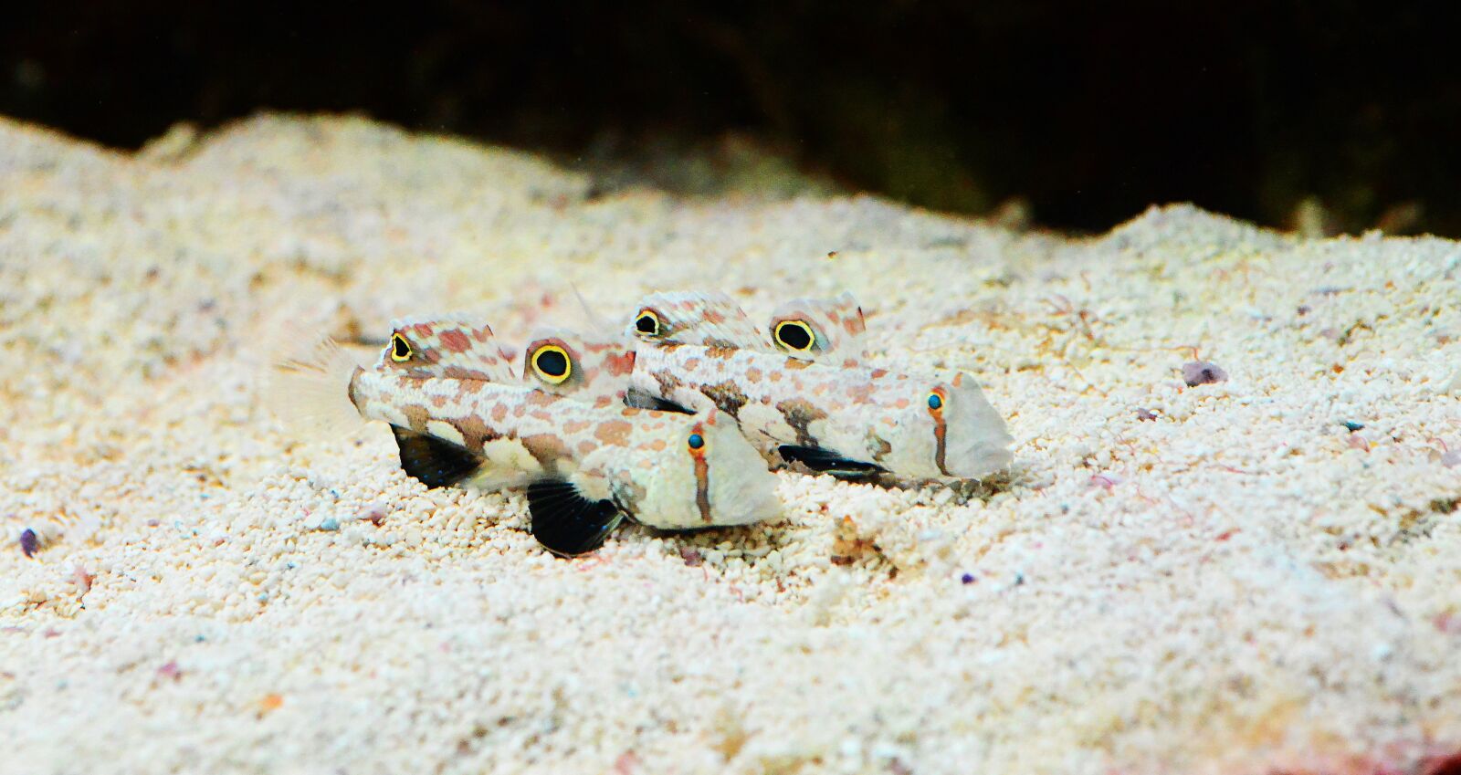 Nikon D800 sample photo. Fish, marine, tank photography