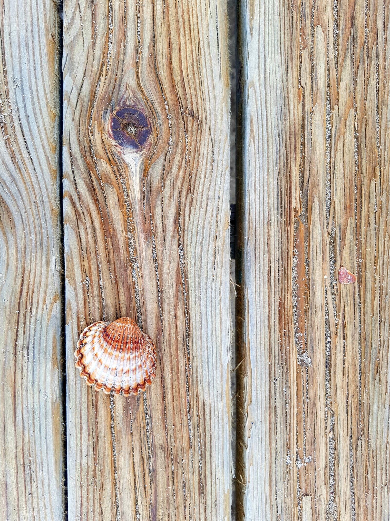 Samsung Galaxy S7 Edge sample photo. Shell, sea, beach photography