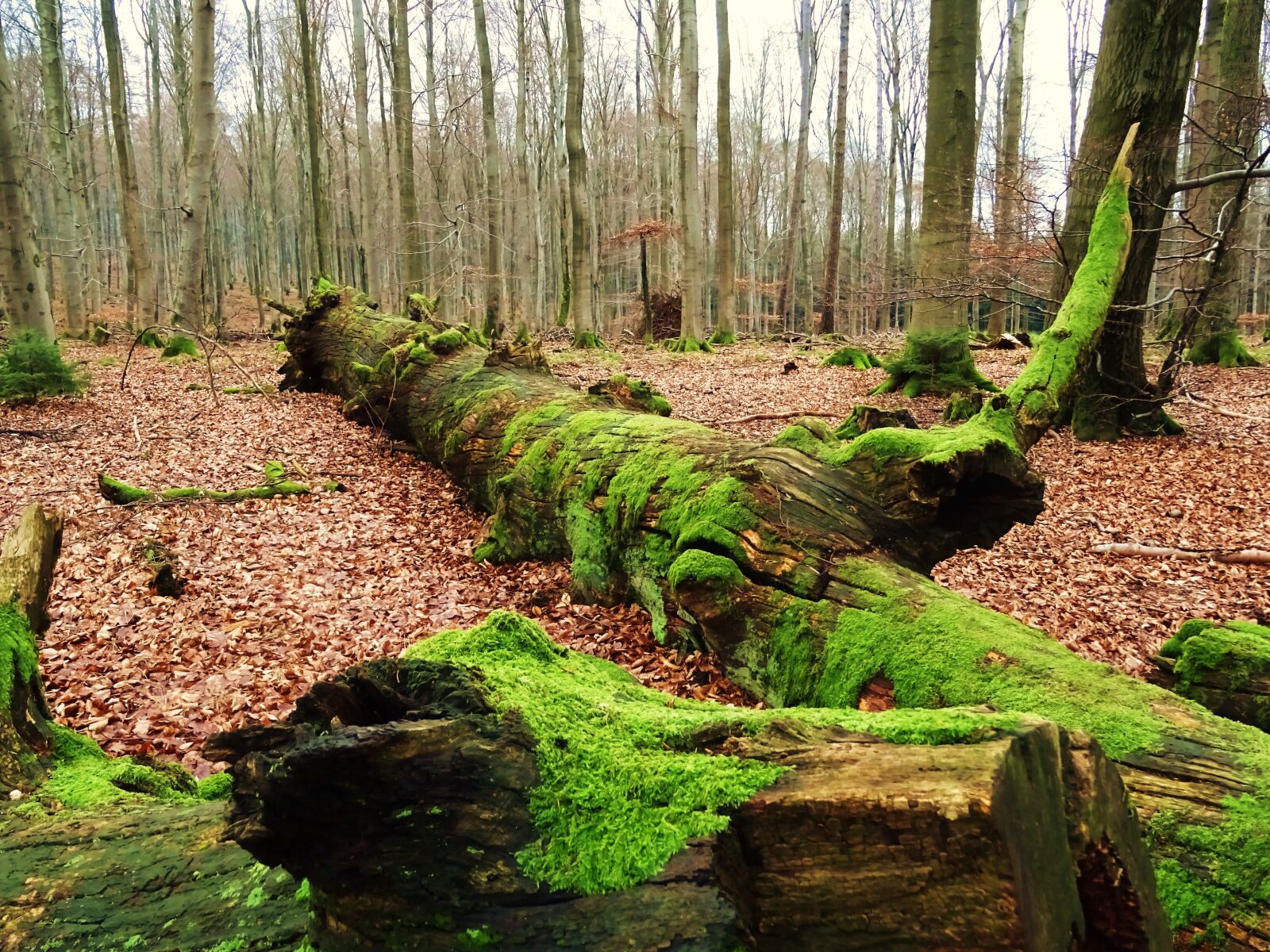 Sony DSC-HX60 sample photo. Forest, walk, moss photography