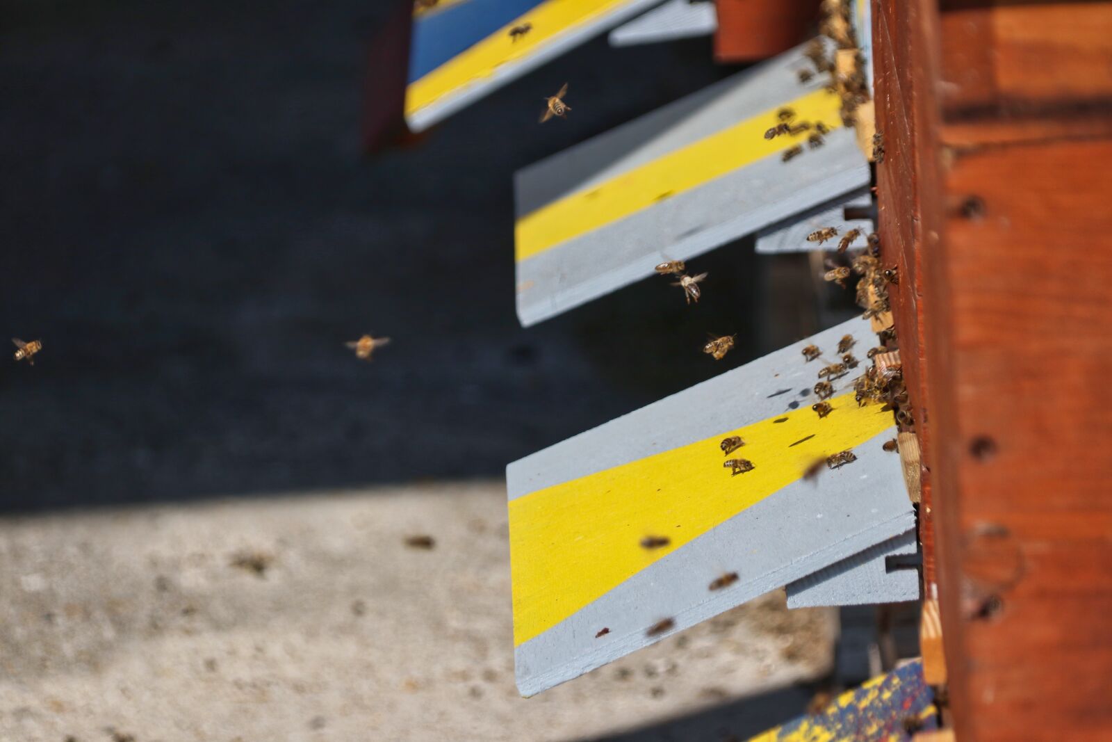 Canon EOS 80D sample photo. Bees, beekeeper, beehive photography