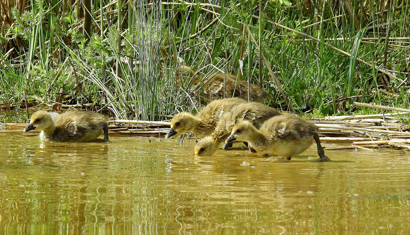 Nikon Coolpix P900 sample photo. Animals, nature, young goose photography