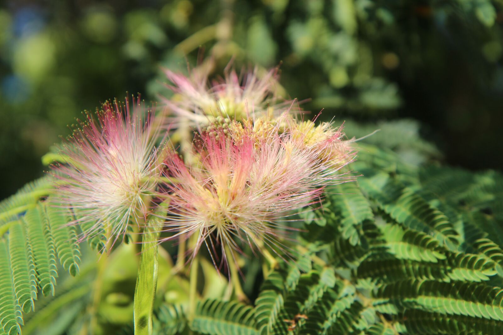 Canon EOS 600D (Rebel EOS T3i / EOS Kiss X5) sample photo. Silk tree, mimosa of photography