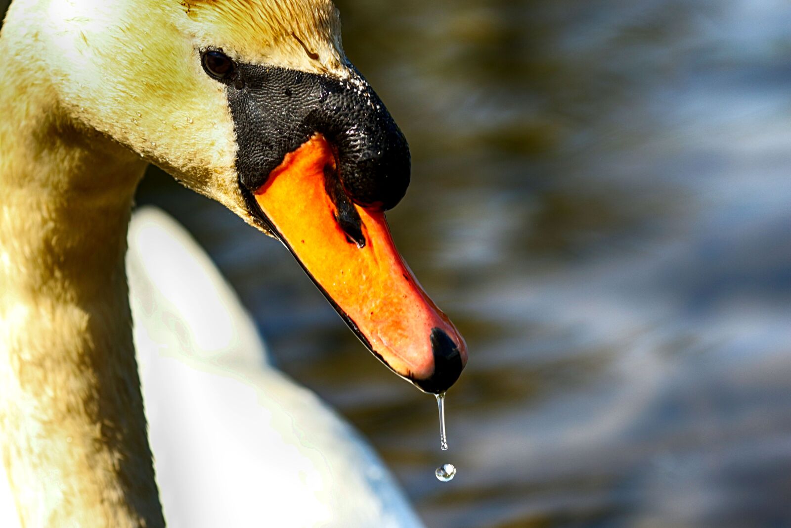 Canon EOS 7D Mark II + Canon EF 135mm F2L USM sample photo. Swan, nature, bird photography
