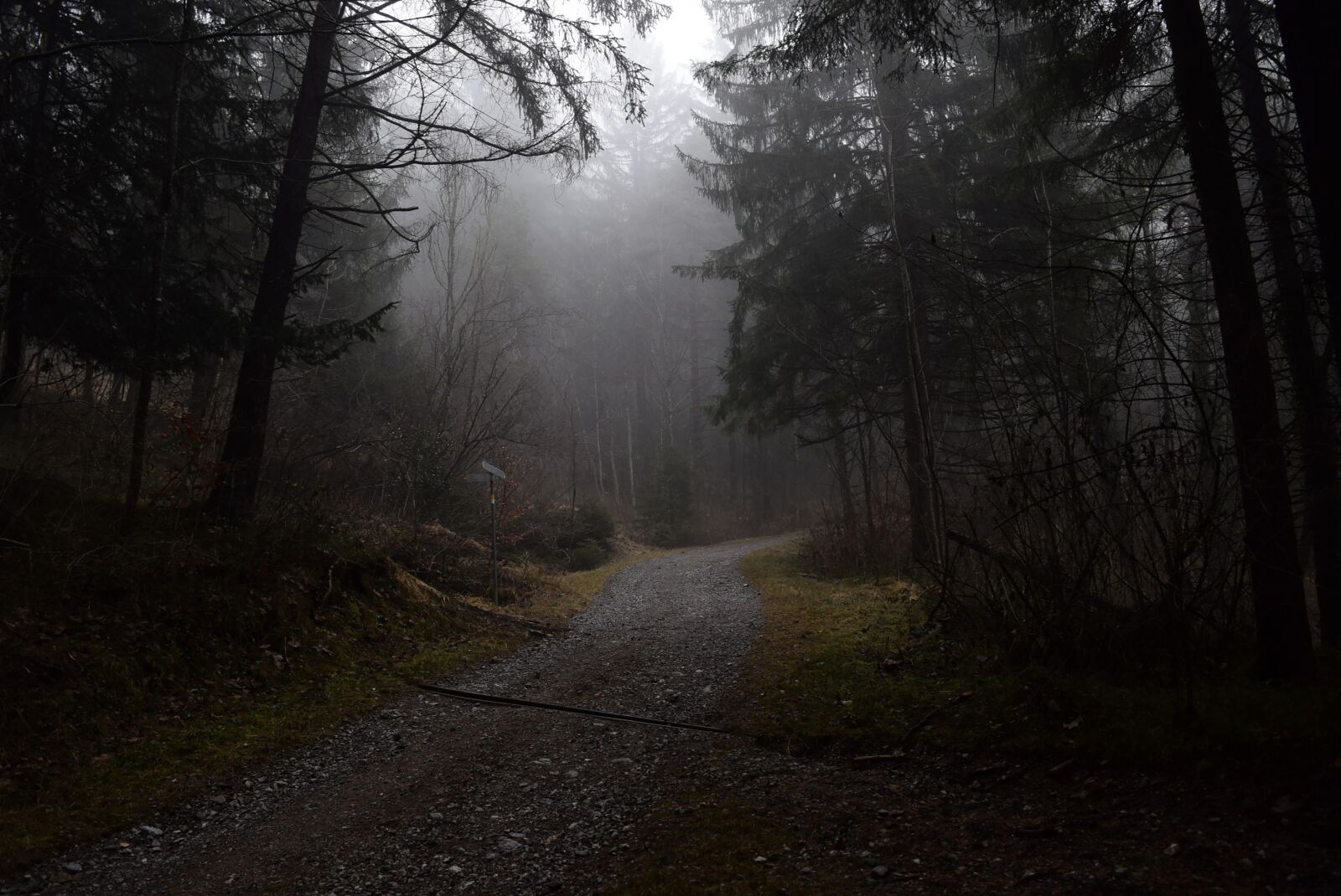 Nikon D5300 sample photo. Forest path, fog, forest photography