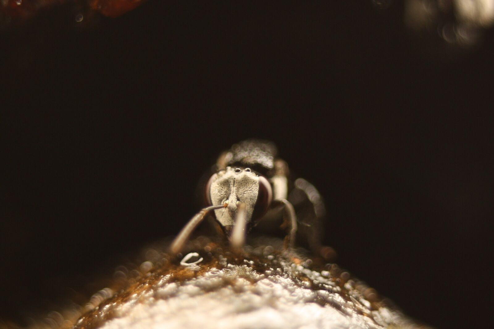 Canon EOS 1000D (EOS Digital Rebel XS / EOS Kiss F) sample photo. Native bee, australia, macro photography