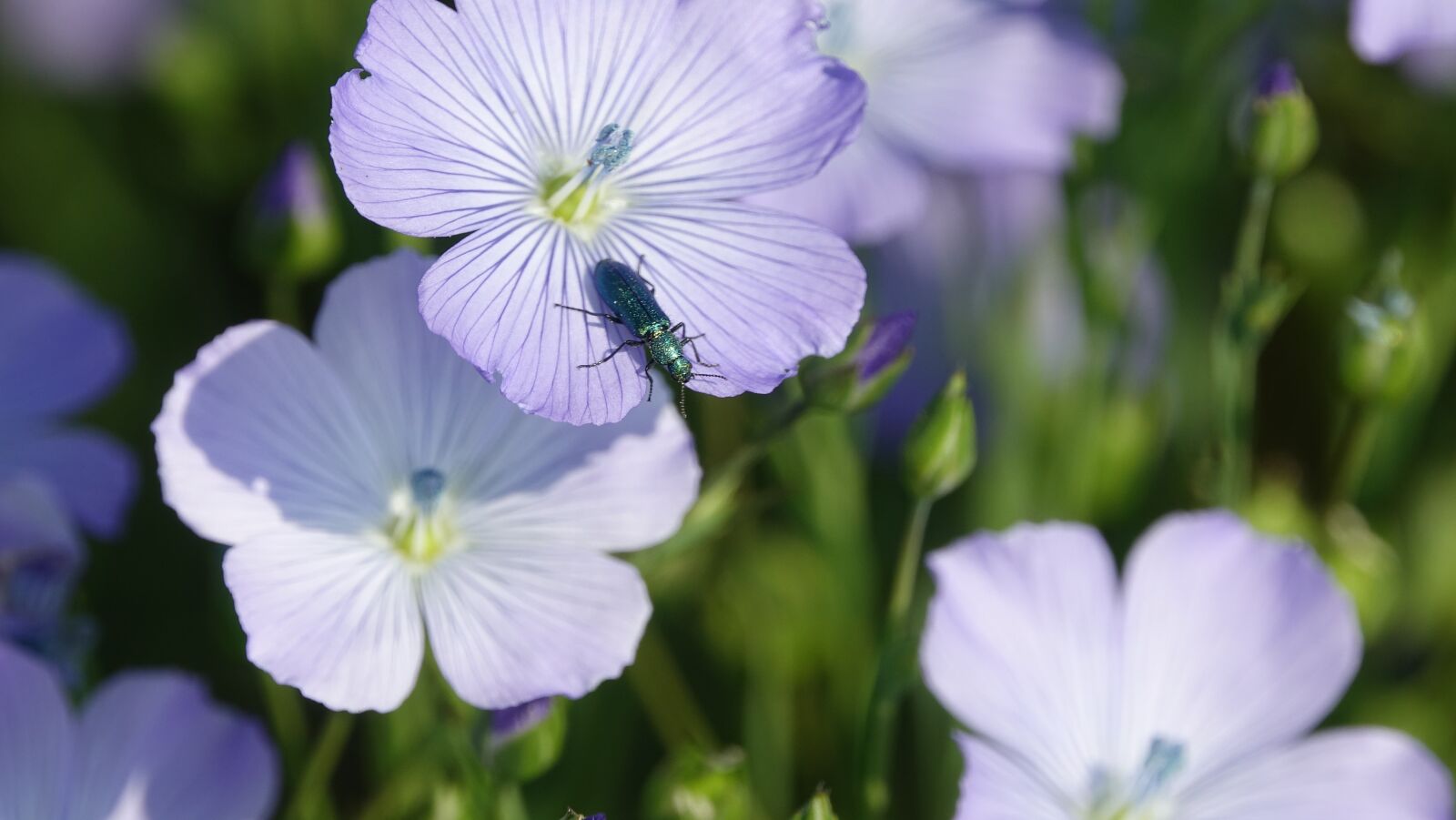 Sony Cyber-shot DSC-RX10 III sample photo. Fleur-de-lin, spring photography
