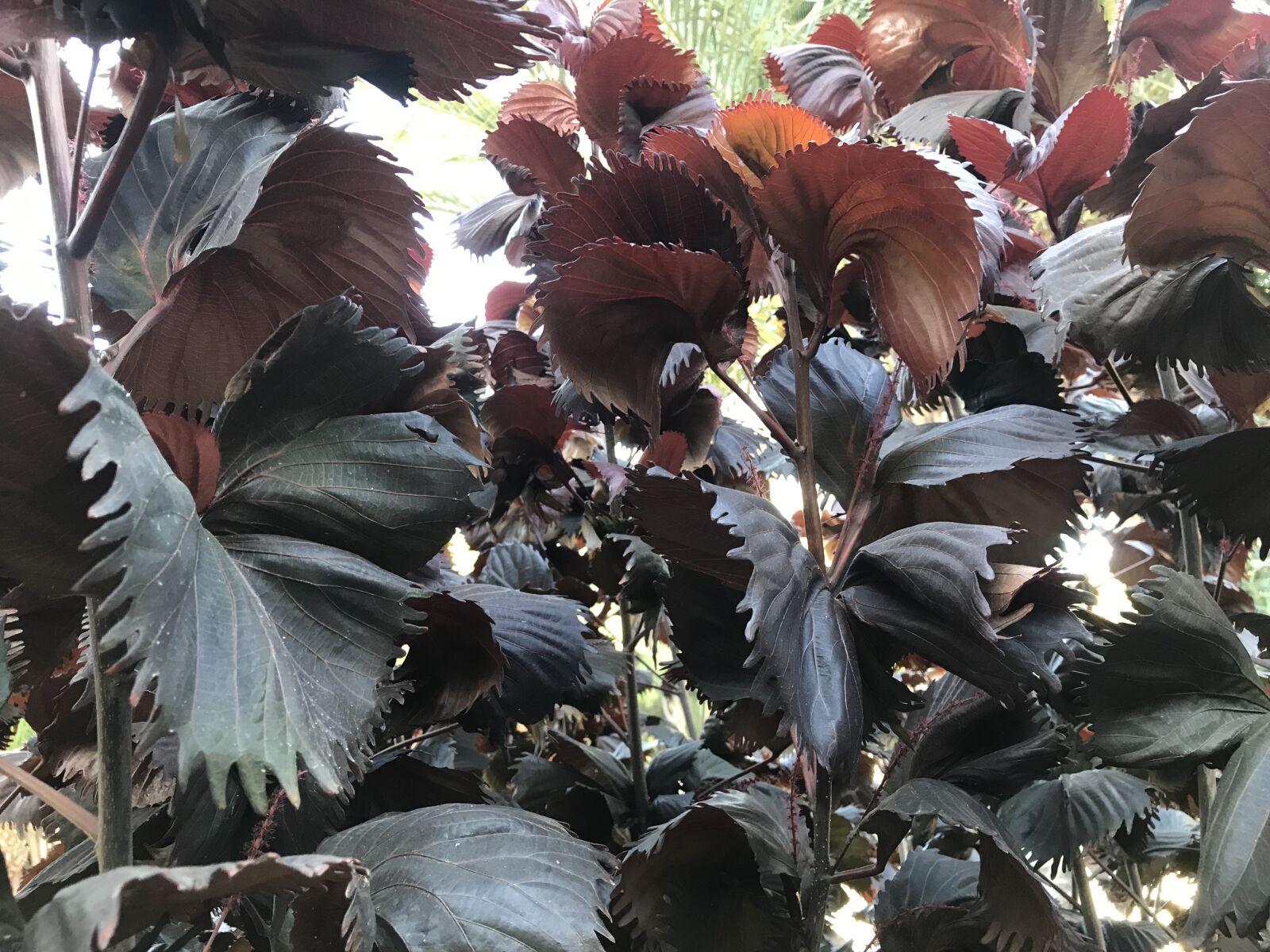 iPhone 7 back camera 3.99mm f/1.8 sample photo. Leafs, green, sun photography