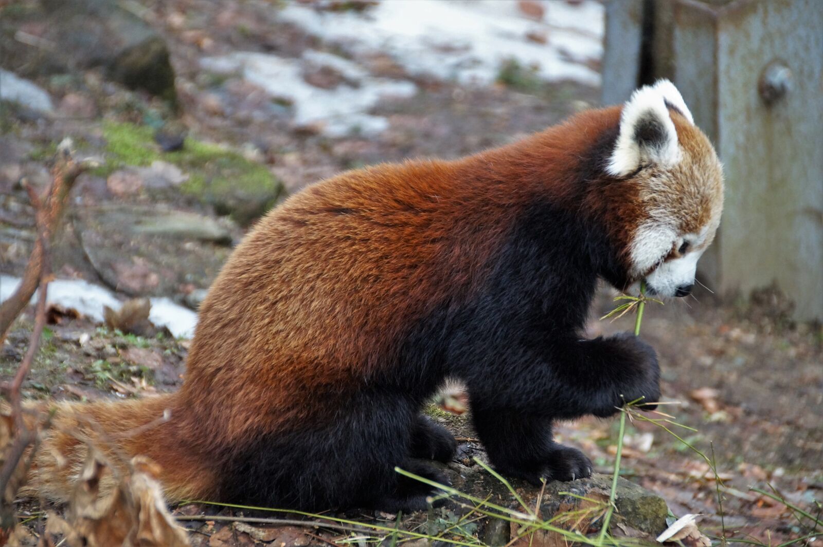 Sony SLT-A58 sample photo. Red panda, wild, animal photography