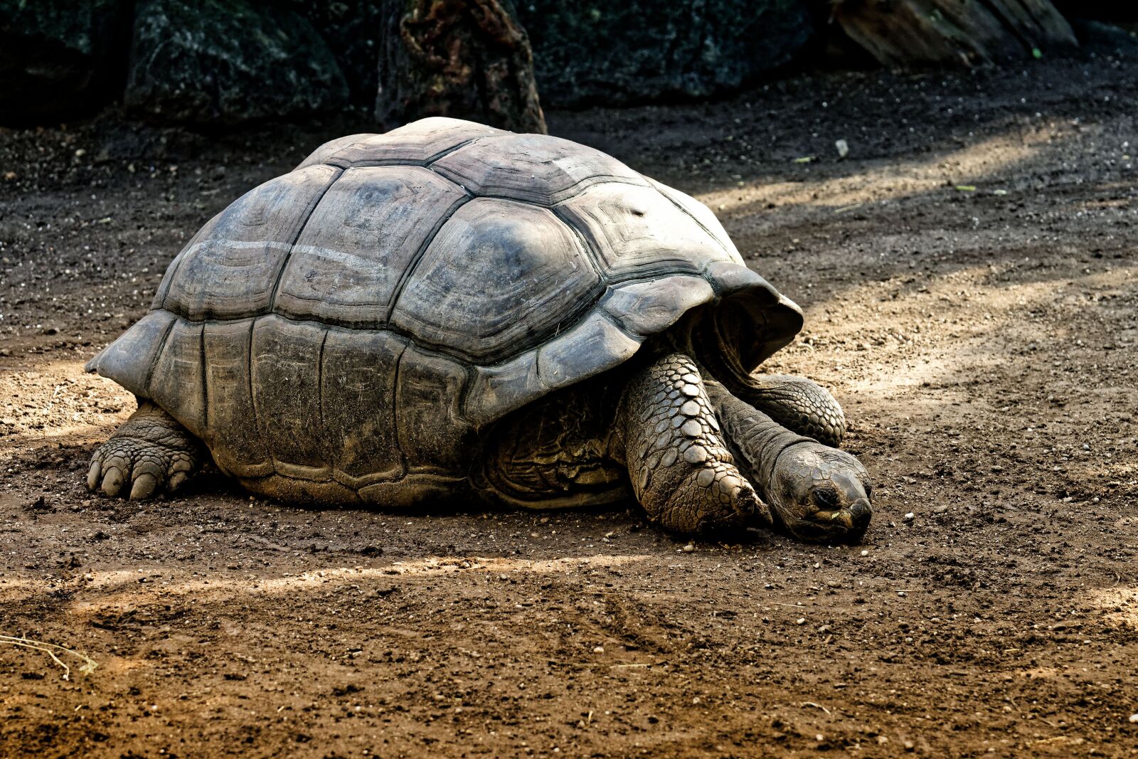 Nikon D7200 sample photo. Giant tortoises, animals, panzer photography