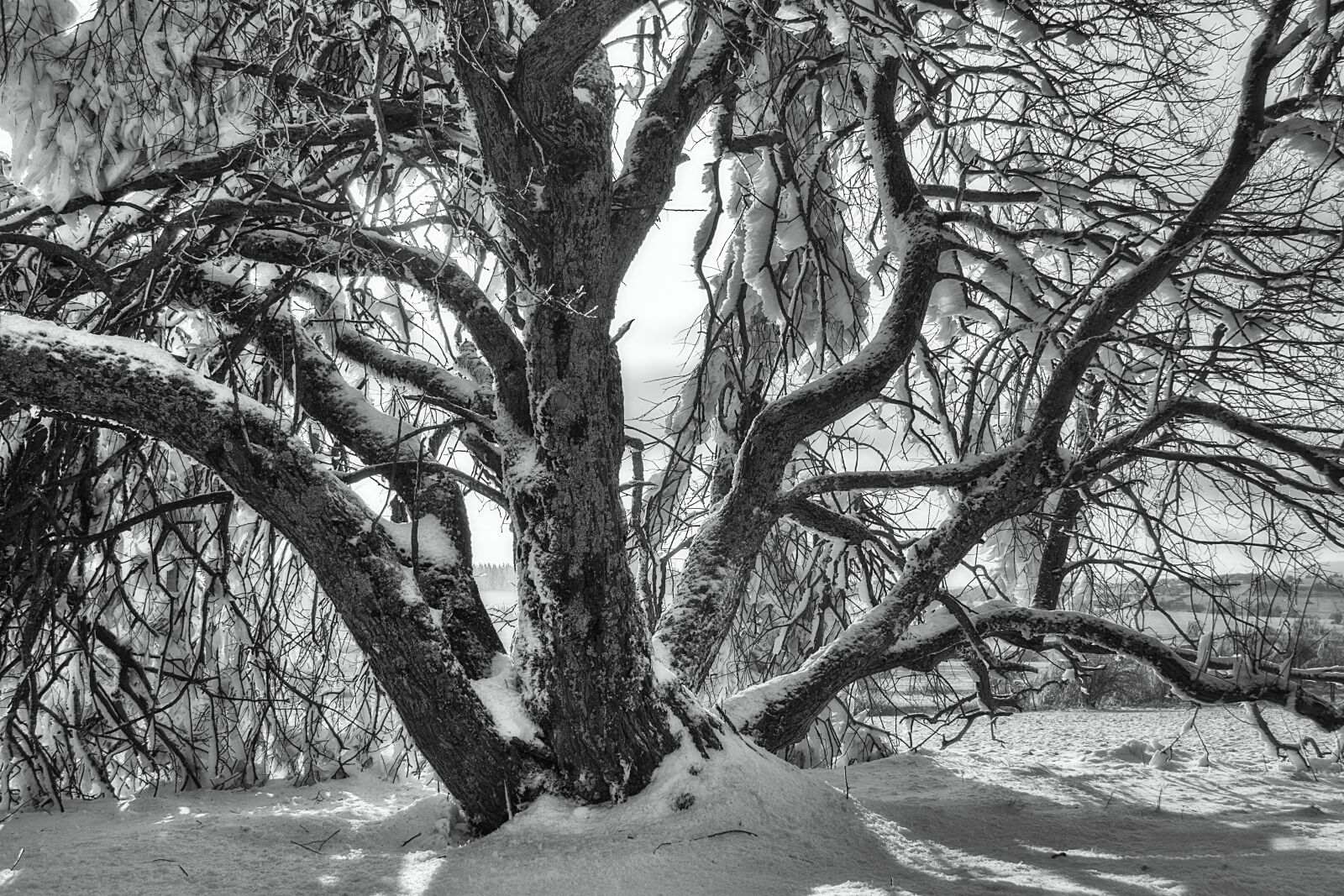 Canon EOS 7D sample photo. Sw, winter, snow photography