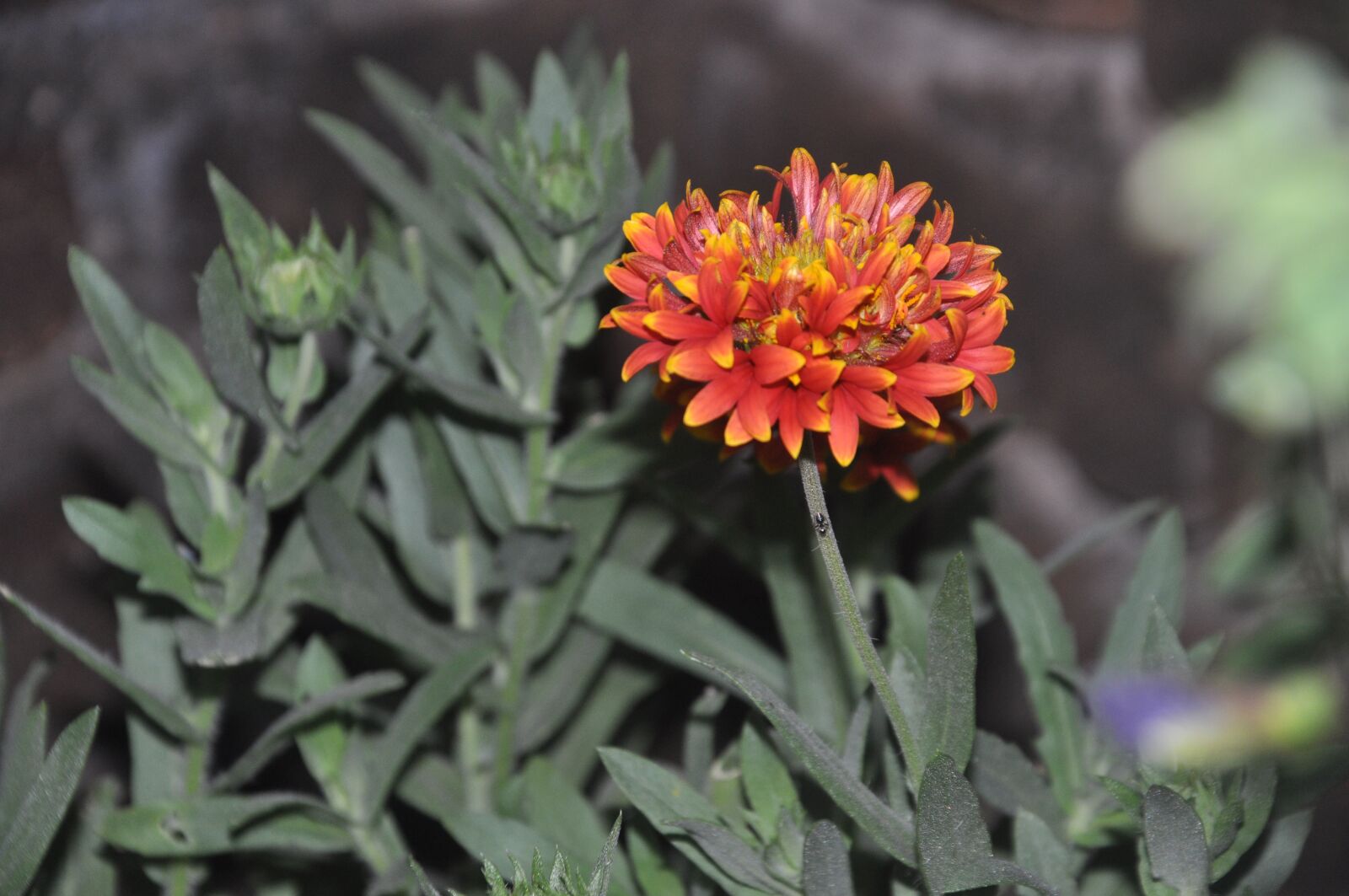 Nikon D90 sample photo. Flower, tree, growth photography