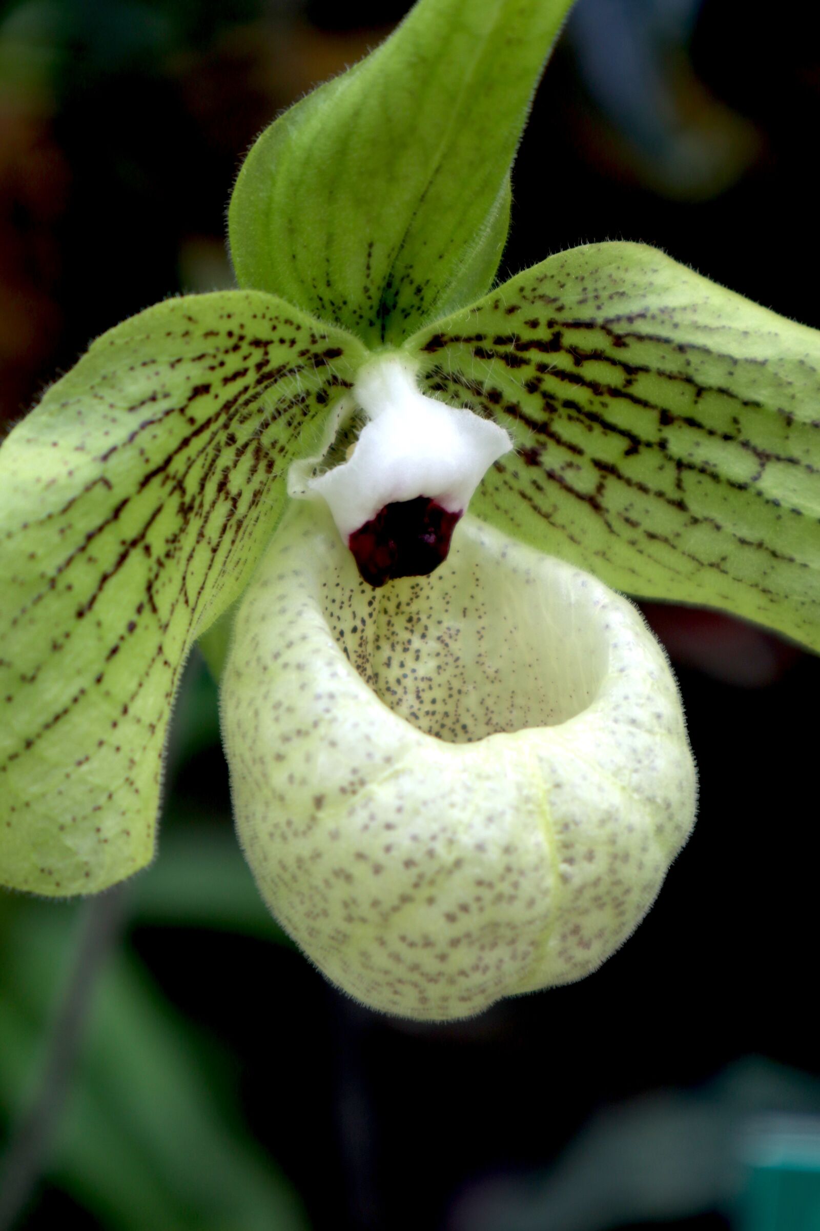 Canon EOS M100 sample photo. Frauenschuh, flower, close up photography