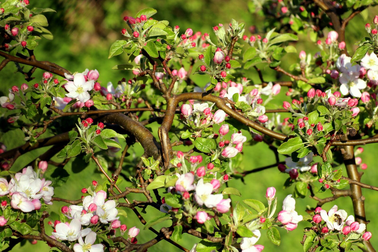 Canon EOS 1200D (EOS Rebel T5 / EOS Kiss X70 / EOS Hi) sample photo. Flowering trees, spring, apple photography