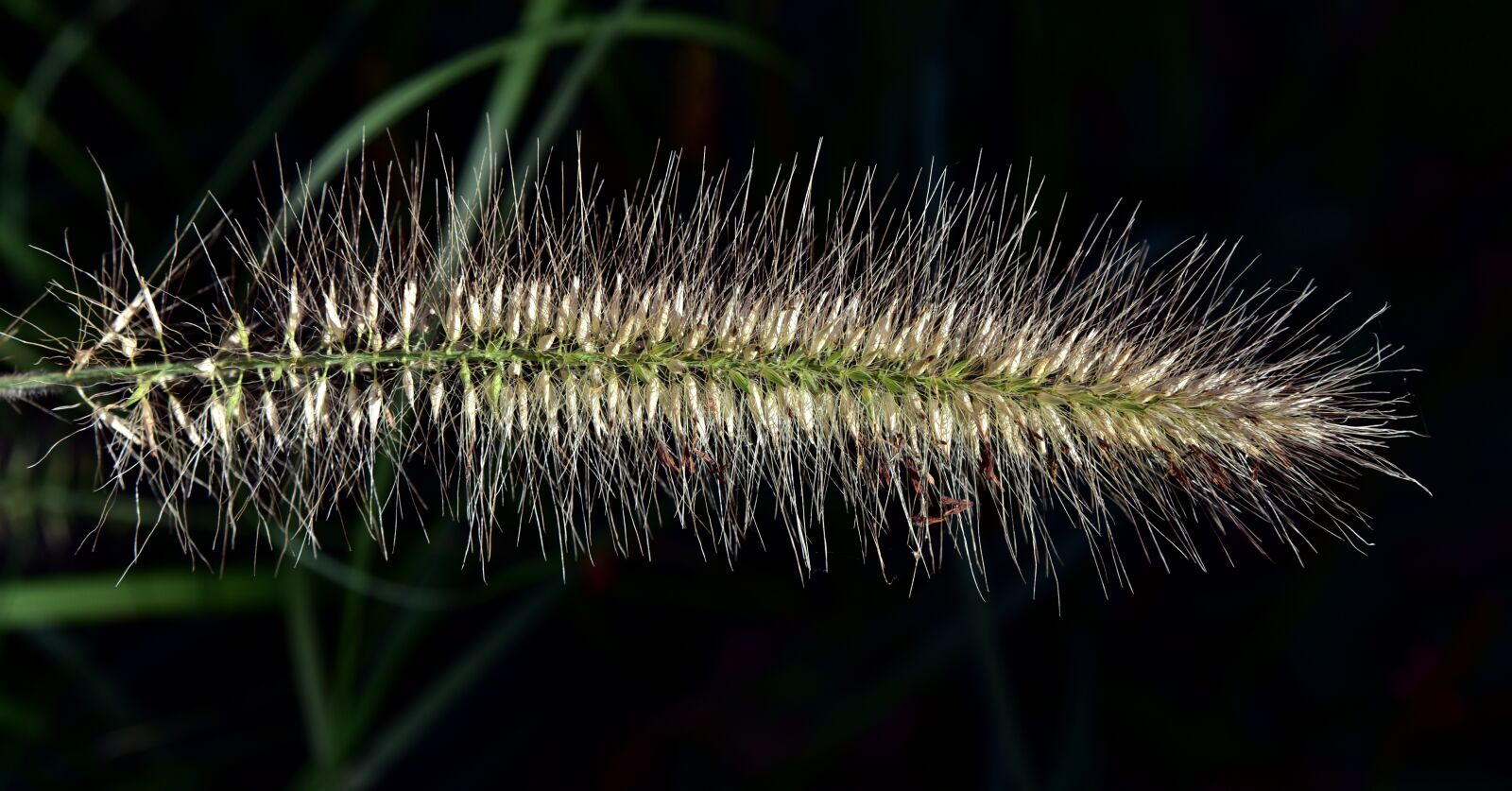 Nikon D750 sample photo. Lampenpuzergras, pipecleaner, grass photography