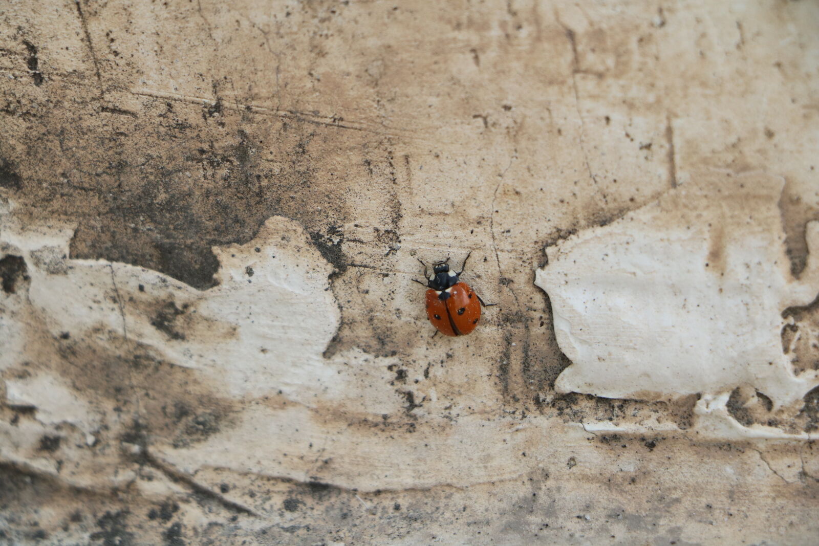Canon EF-S 18-135mm F3.5-5.6 IS STM sample photo. Bug, insect, ladybird, ladybug photography