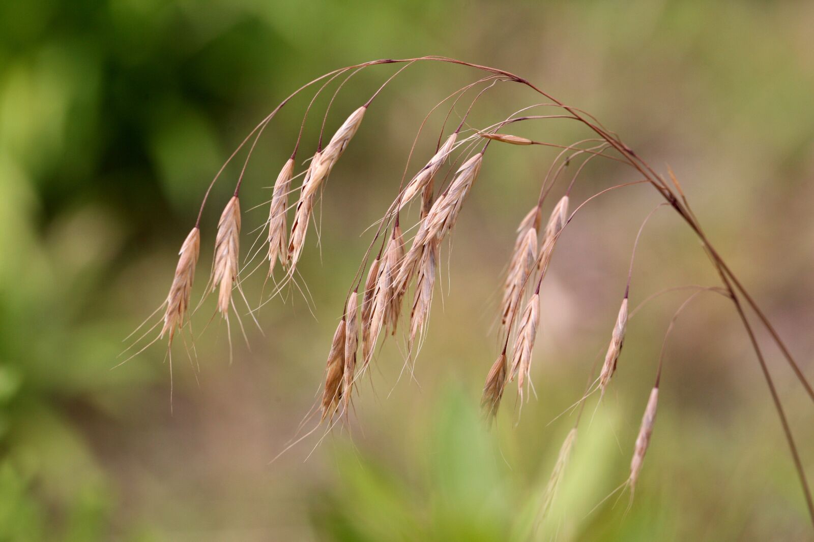 Canon EOS 5D sample photo. Reed, plants, brown photography
