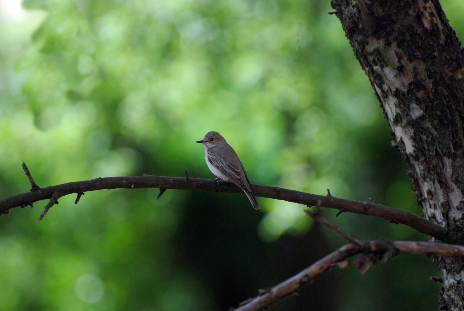 Nikon D80 sample photo. Bird, nature, animal photography