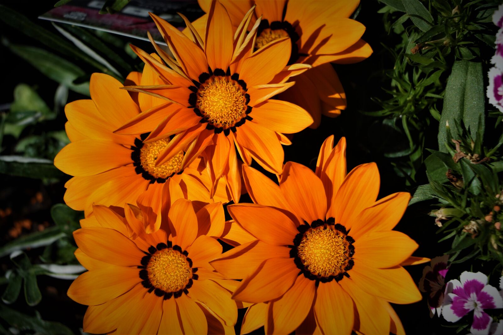 Canon EOS 7D Mark II sample photo. Flowers, nature, spring photography