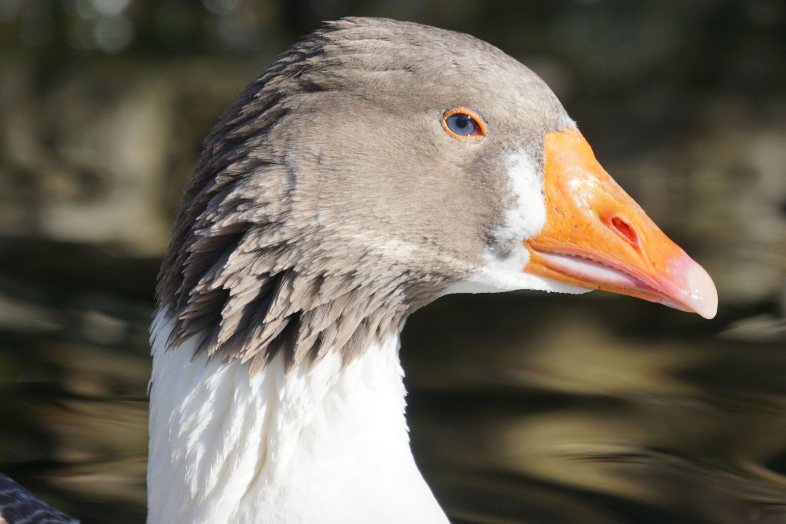 Sony ILCA-77M2 + Sony 70-400mm F4-5.6 G SSM sample photo. Goose, pomeranian goose, r photography