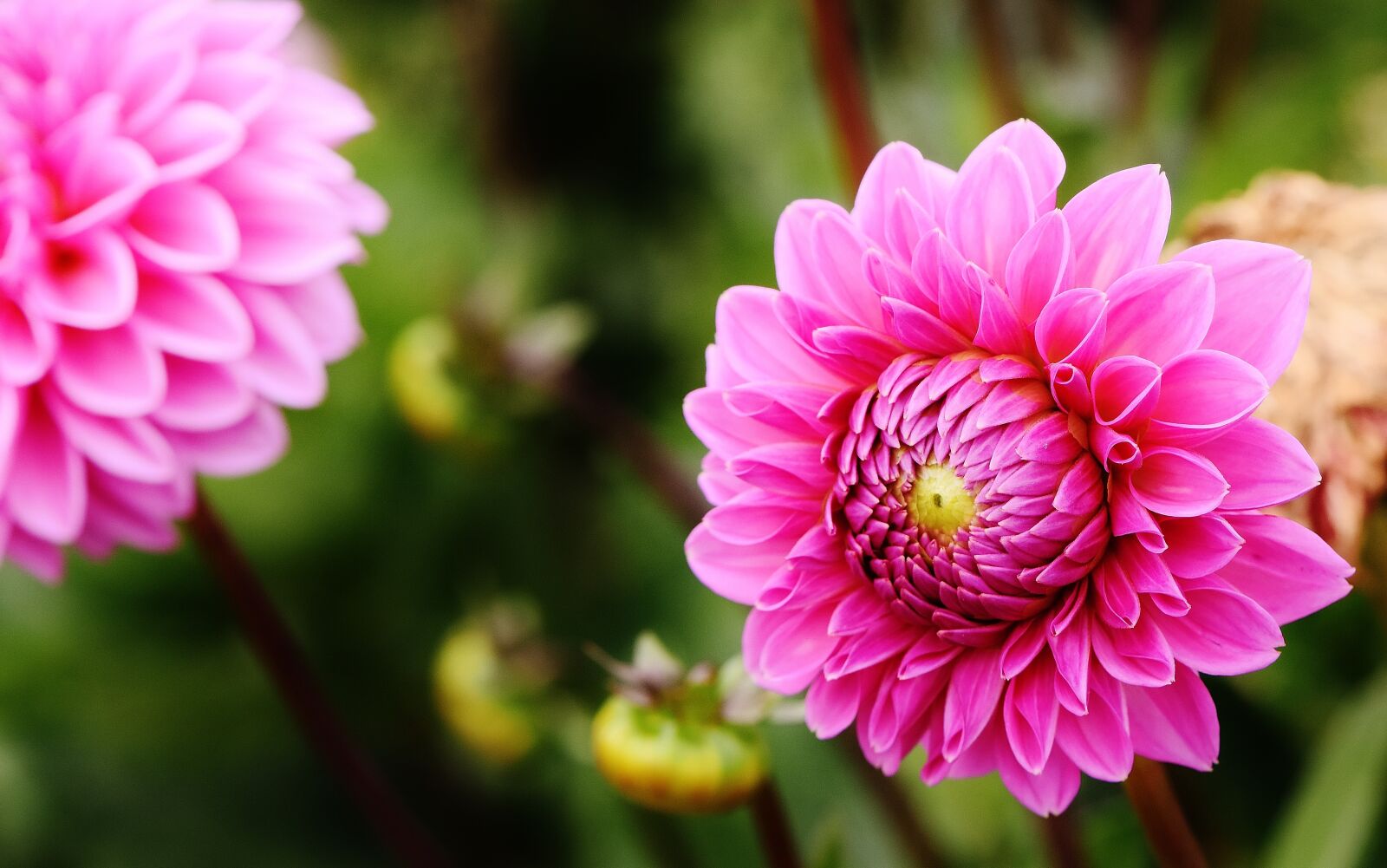 Nikon D7200 sample photo. Dahlia, dahlias, autumn photography