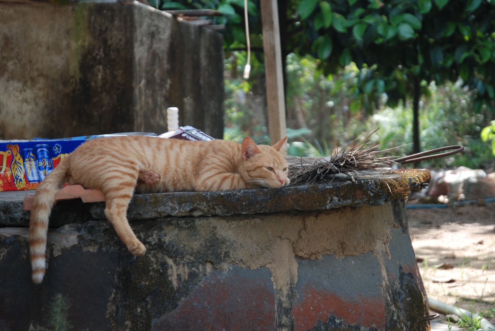 Nikon D80 sample photo. Cat, sleep, hairy photography
