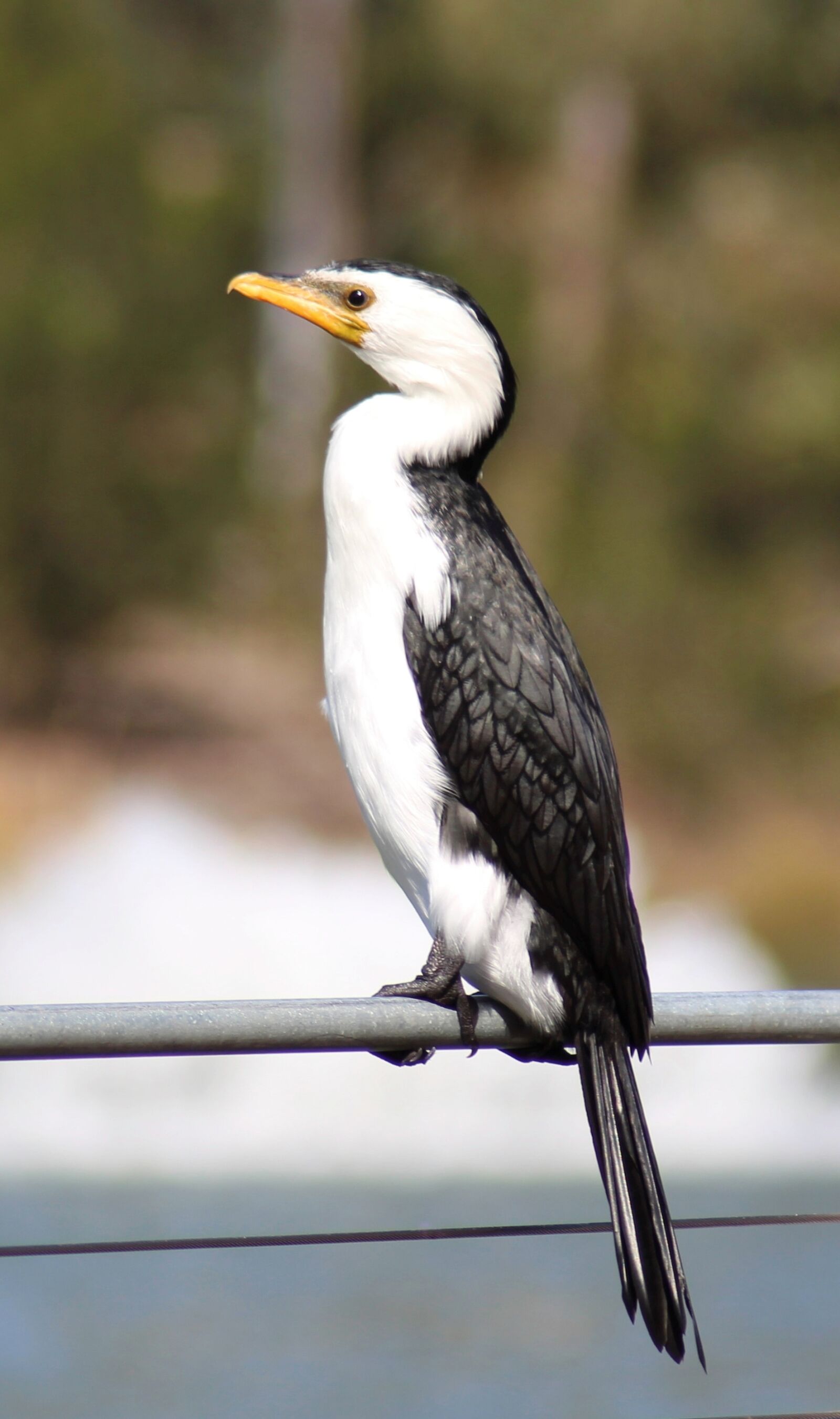 Canon EOS 700D (EOS Rebel T5i / EOS Kiss X7i) sample photo. Little pied cormorant, waterbird photography