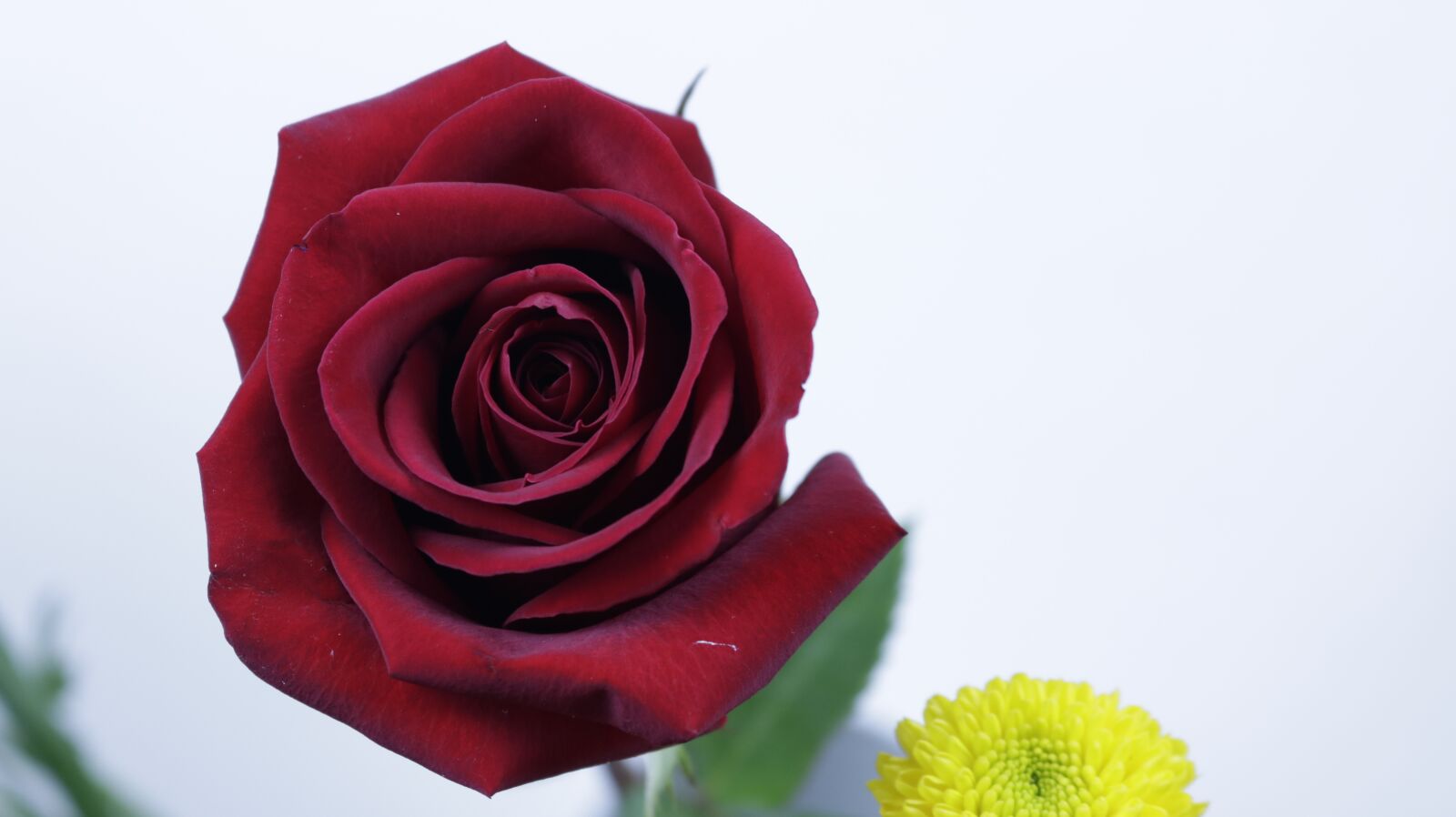 Canon EOS 750D (EOS Rebel T6i / EOS Kiss X8i) sample photo. Rose, floral, flowers photography