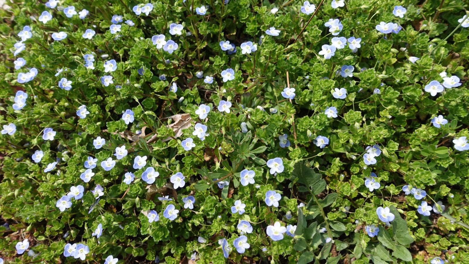 Sony Cyber-shot DSC-RX100 IV sample photo. Flowers, little flower, nature photography