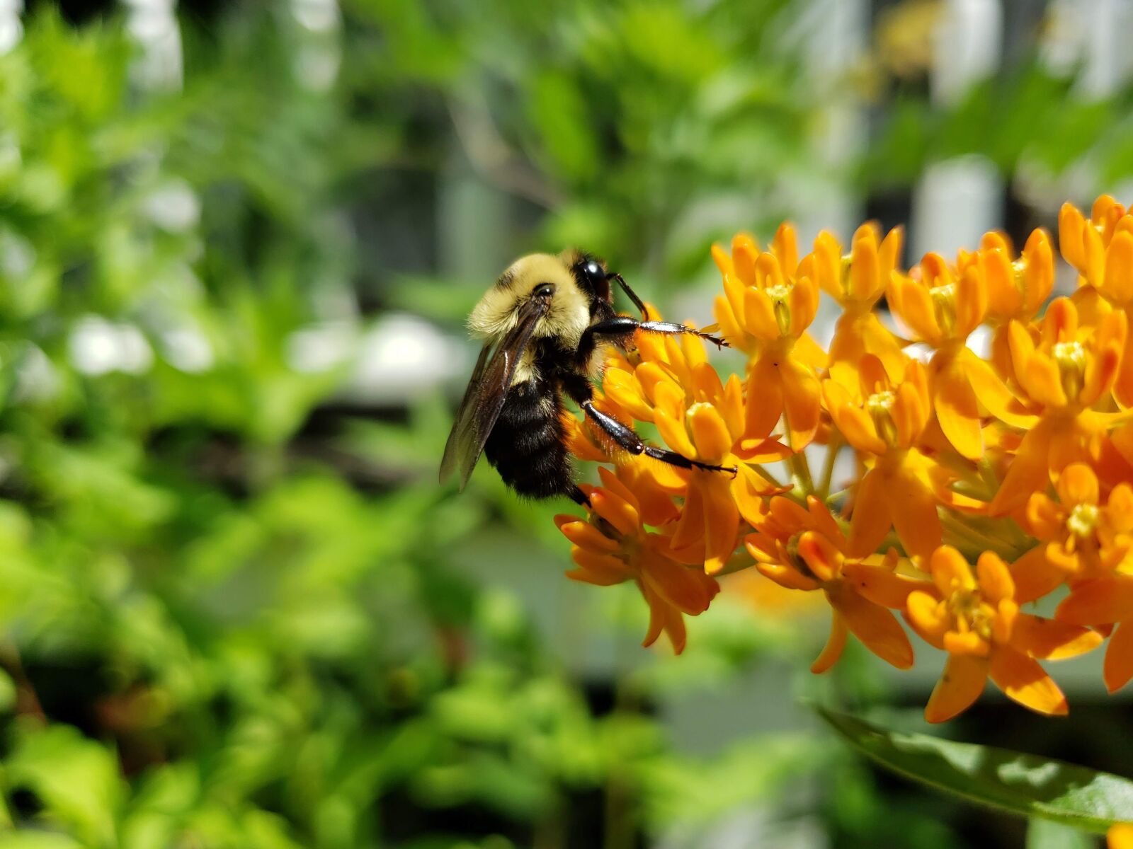 Samsung Galaxy S9 sample photo. Bumblebee, bee, asclepias tuberosa photography